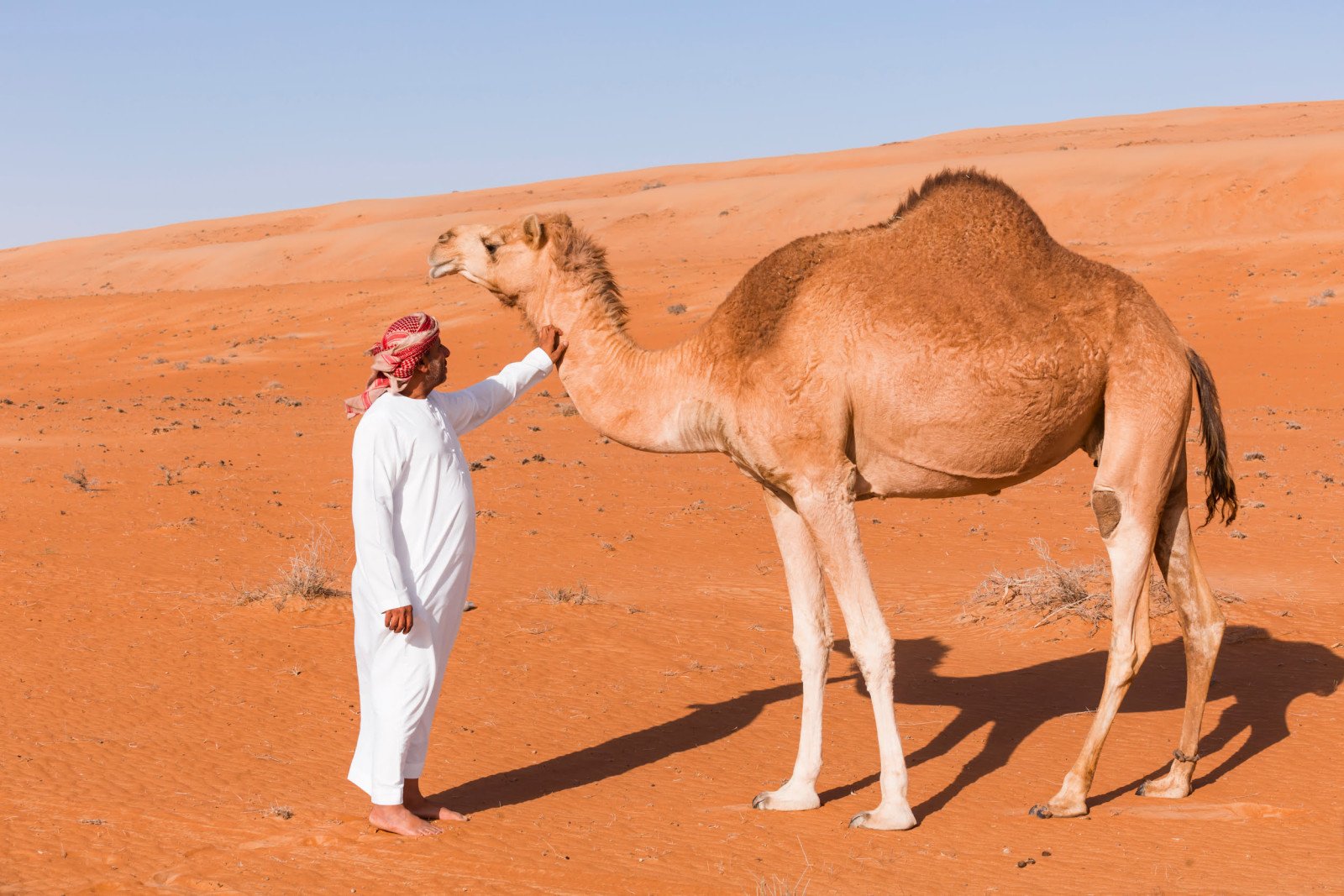 Kameel - Woestijn - Rondreis Oman