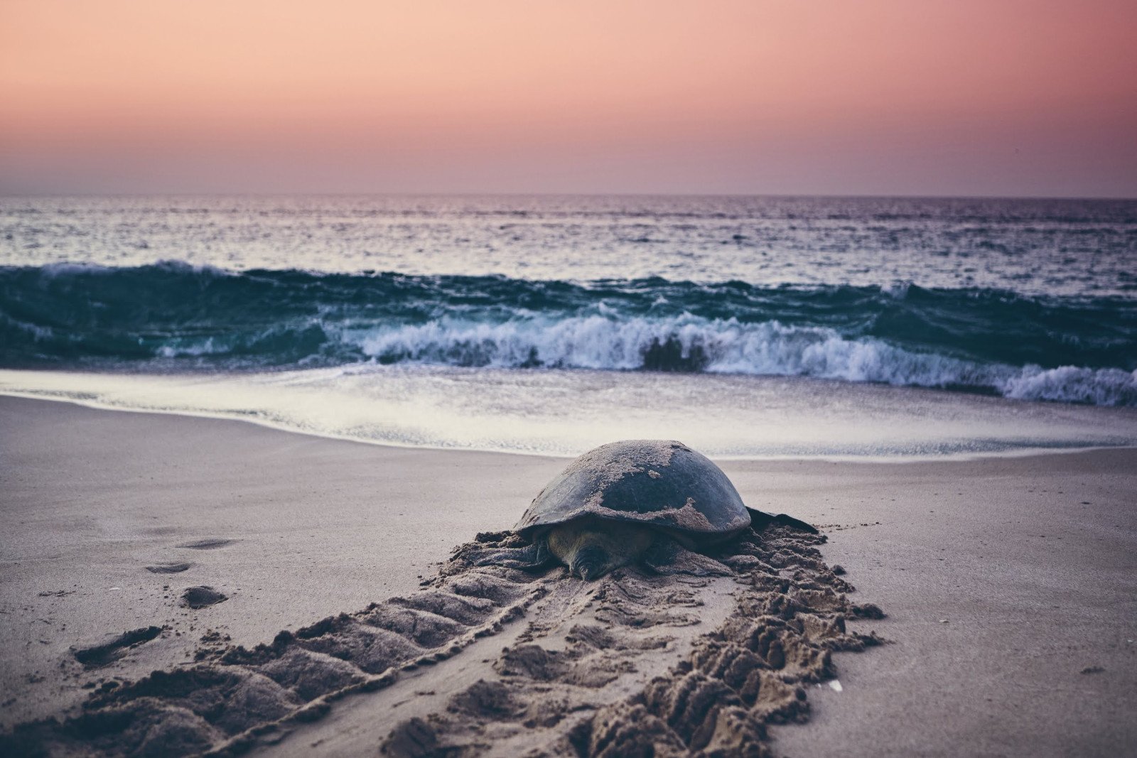 Schildpad - Rondreis Oman