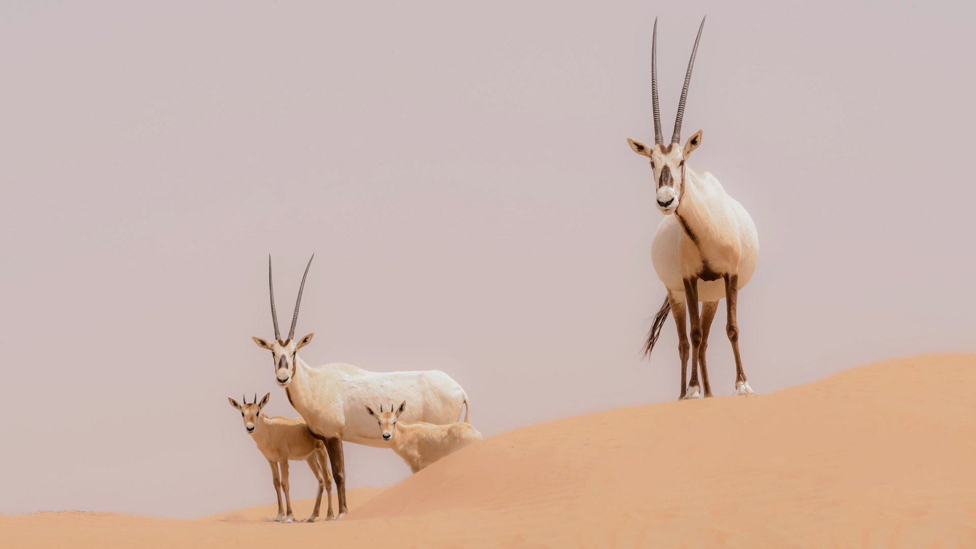Oryx - Rondreis Qatar