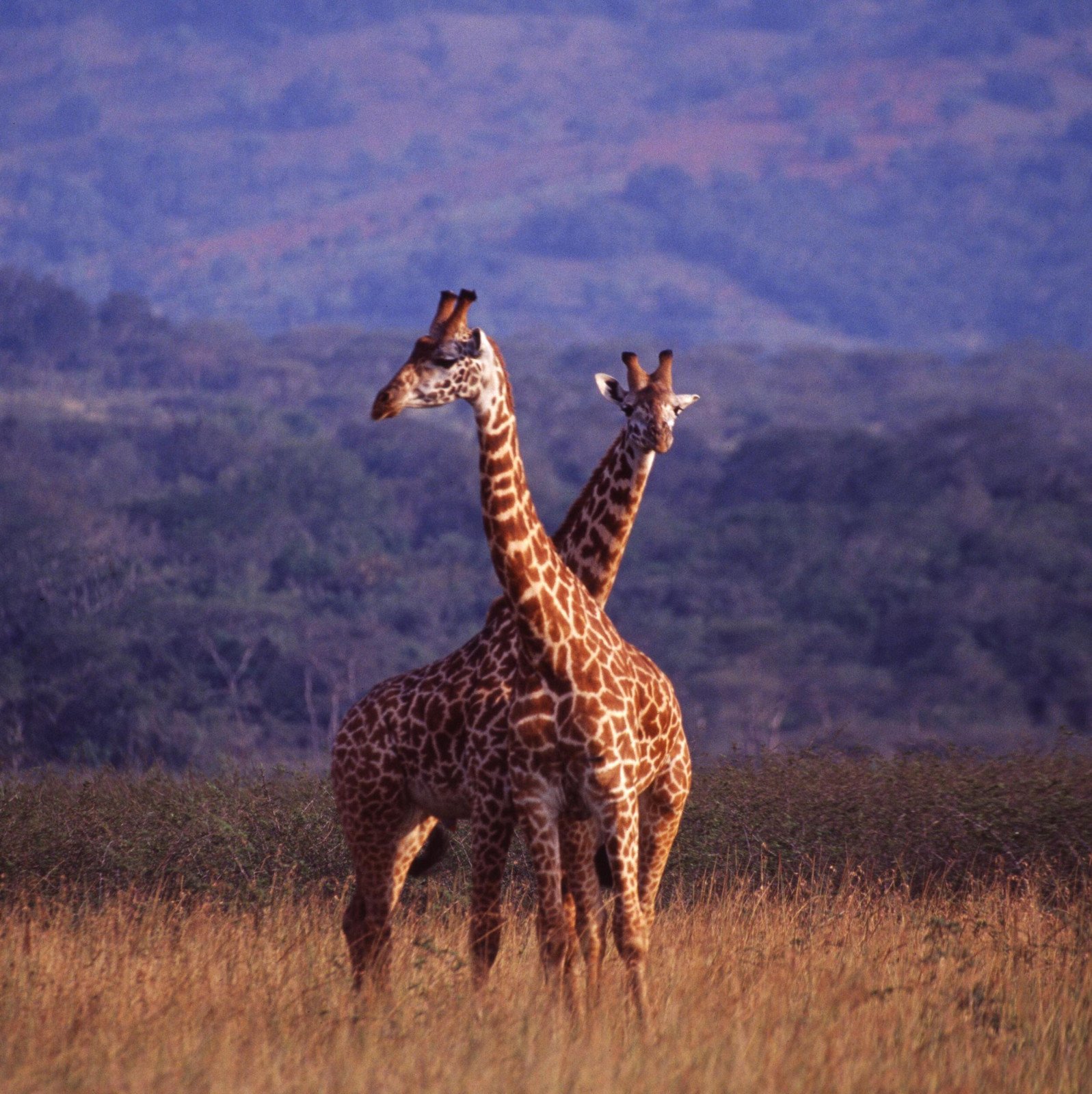 Akagera National Park - Giraf - Rwanda reizen