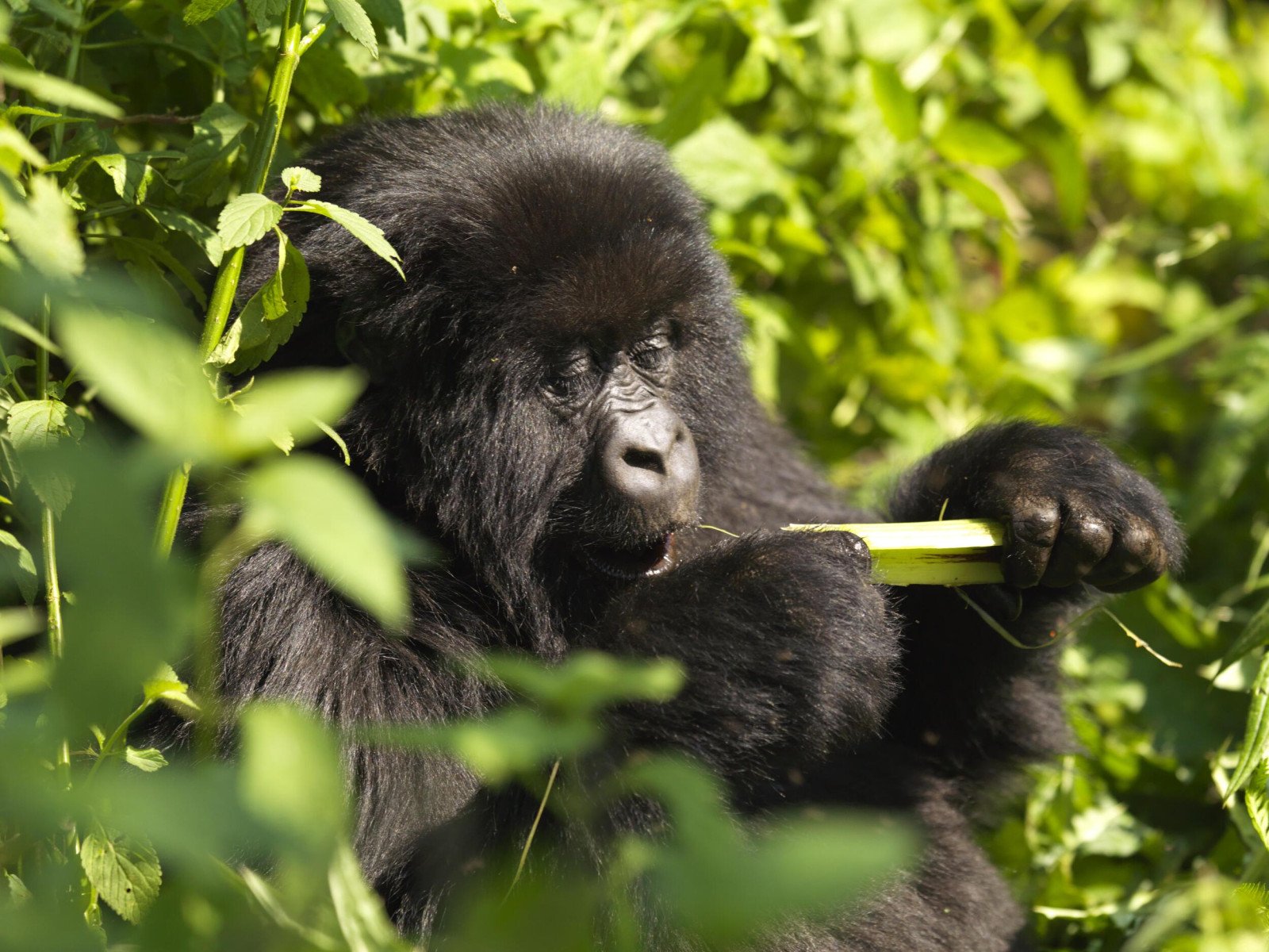 Akagera National Park - Gorilla - Rwanda reizen