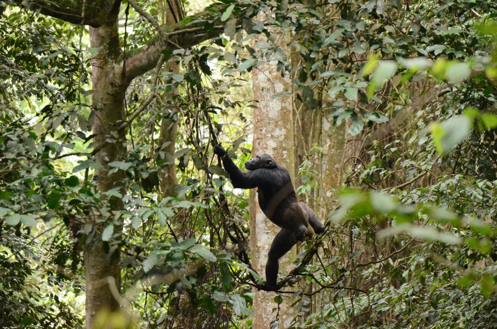 Chimp Trekking - Rwanda reizen