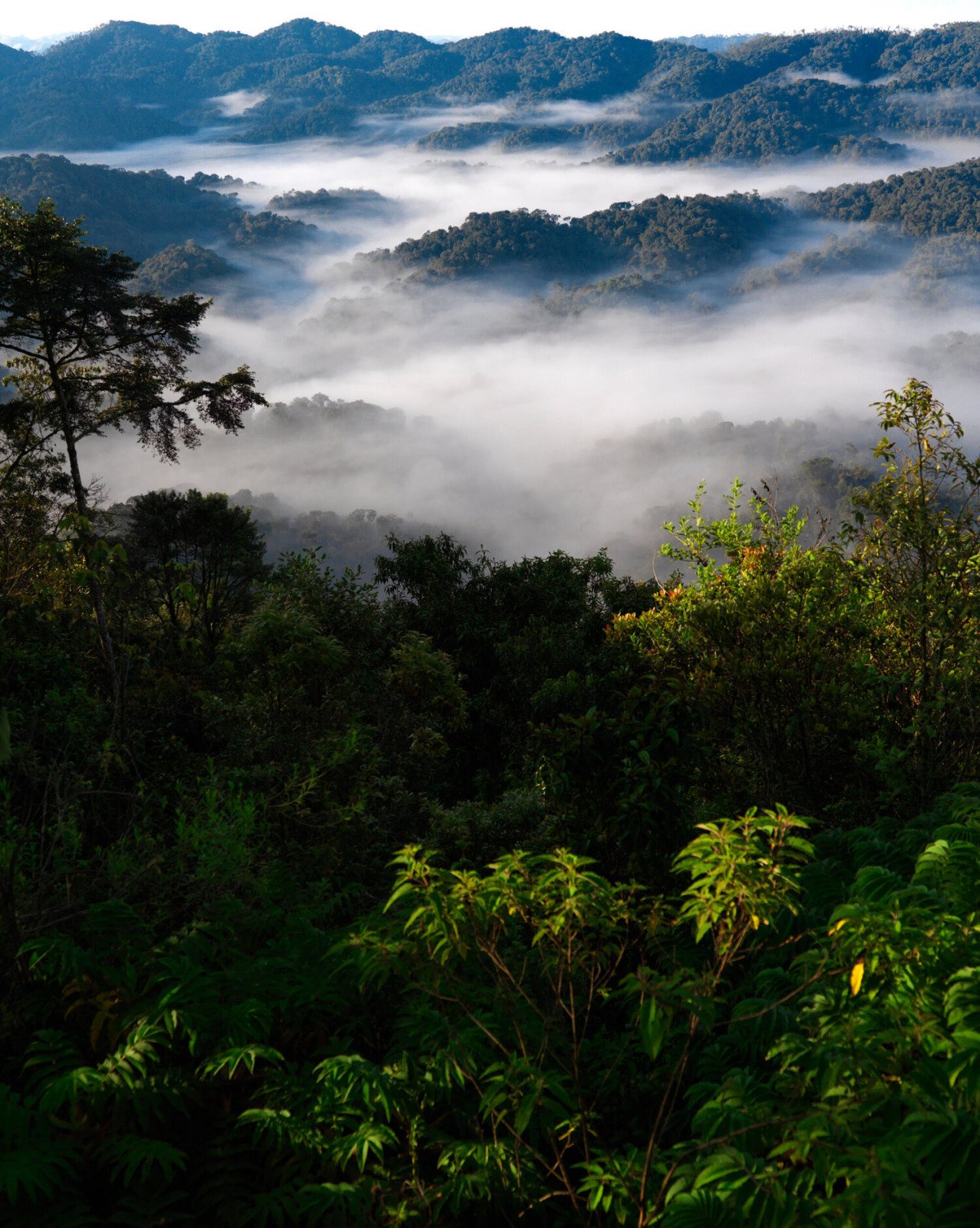 Nyungwe forest NP - Rwanda reizen