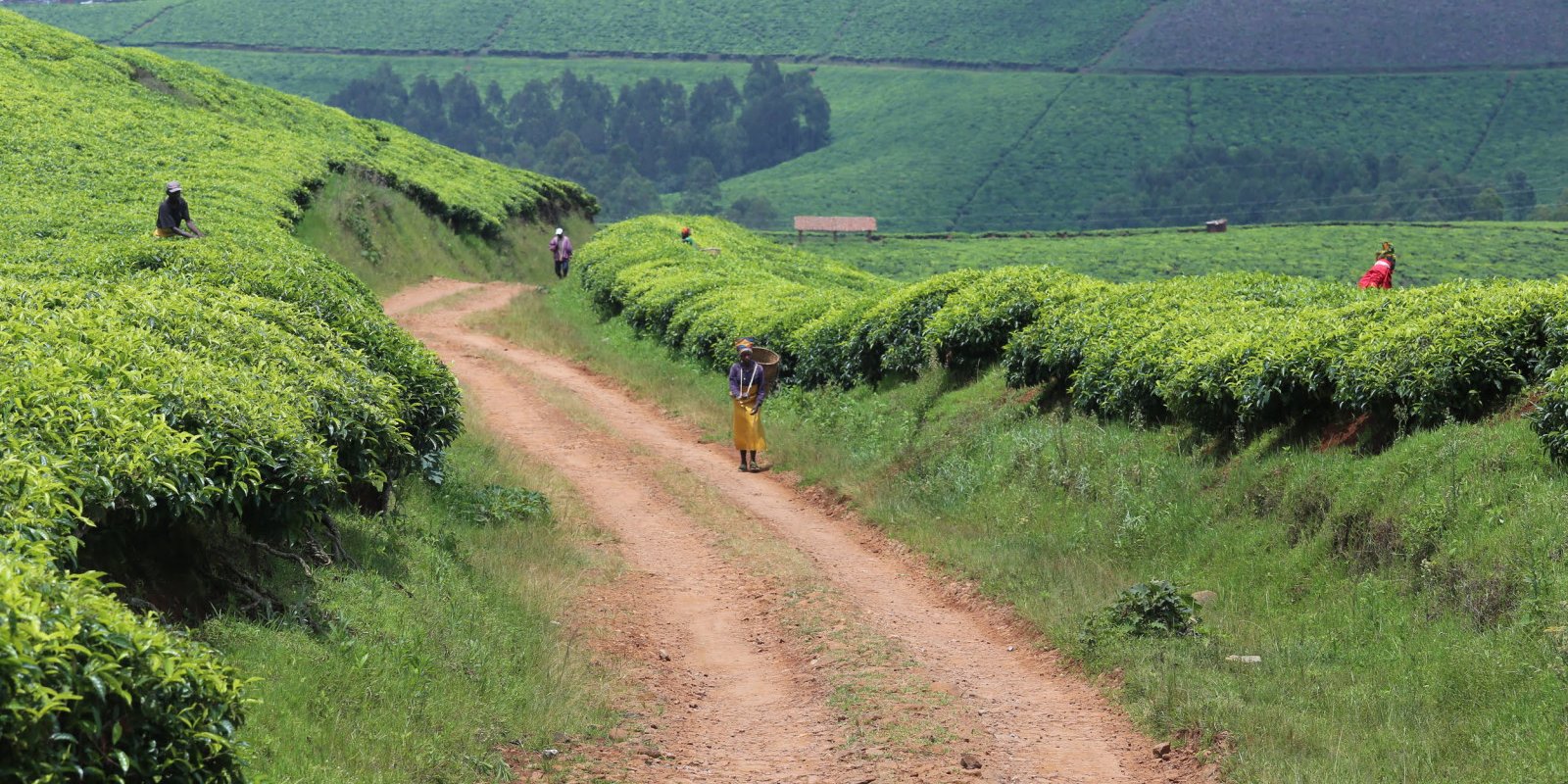 Natuur - Rwanda reizen