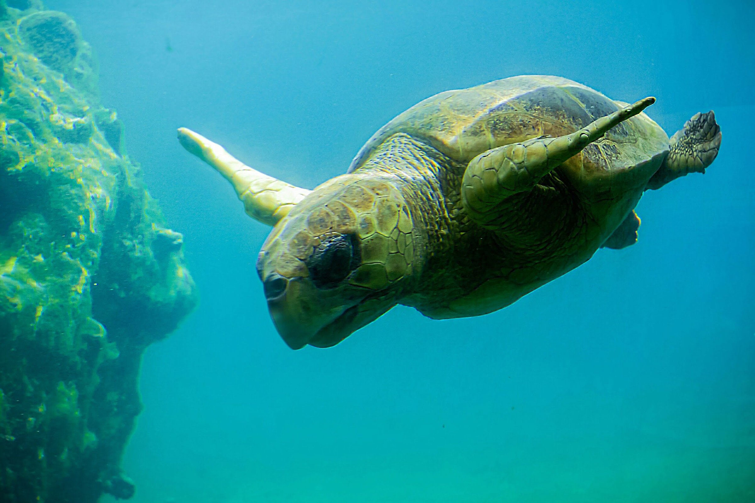 Schildpad - Réunion vakantie