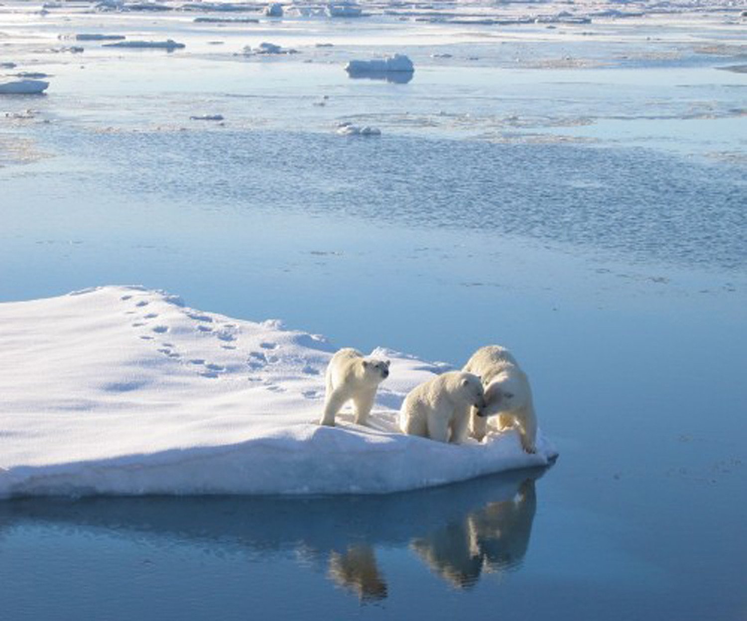 IJsberen - Spitsbergen reizen
