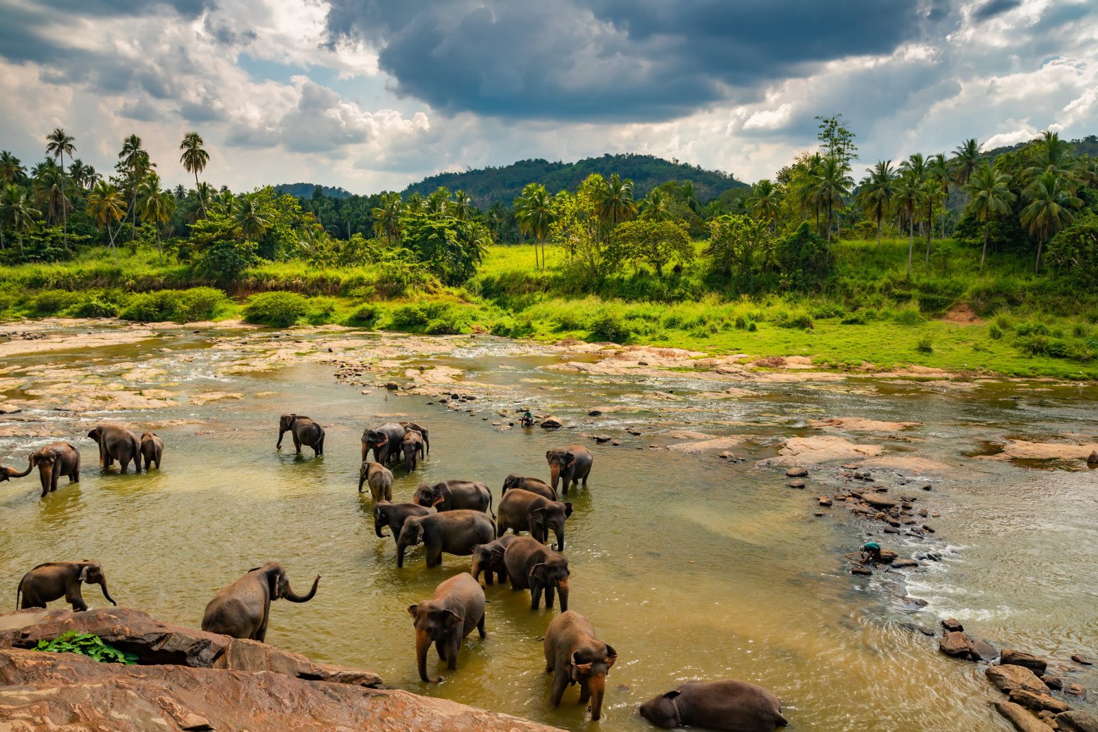 Olifanten - Rondreis Sri Lanka