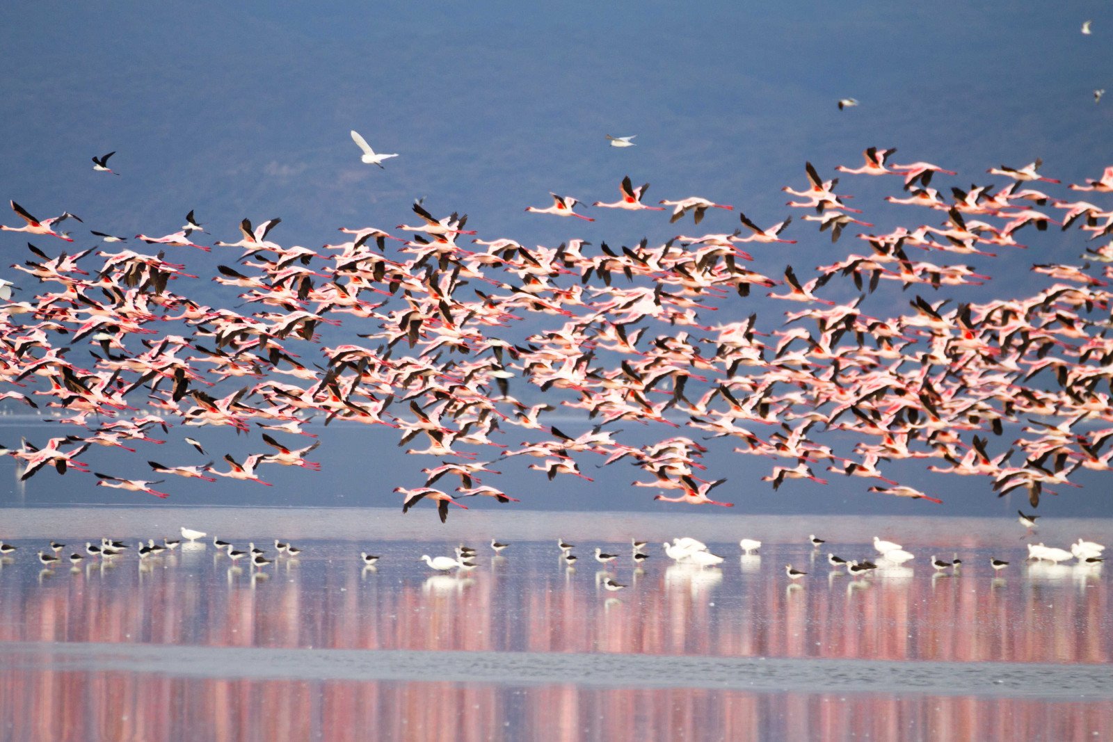Flamingo's - Tanzania - Safari - Rondreis