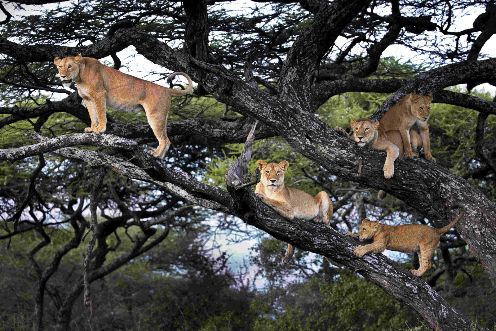 Leeuwen - Tanzania - Rondreis - Safari