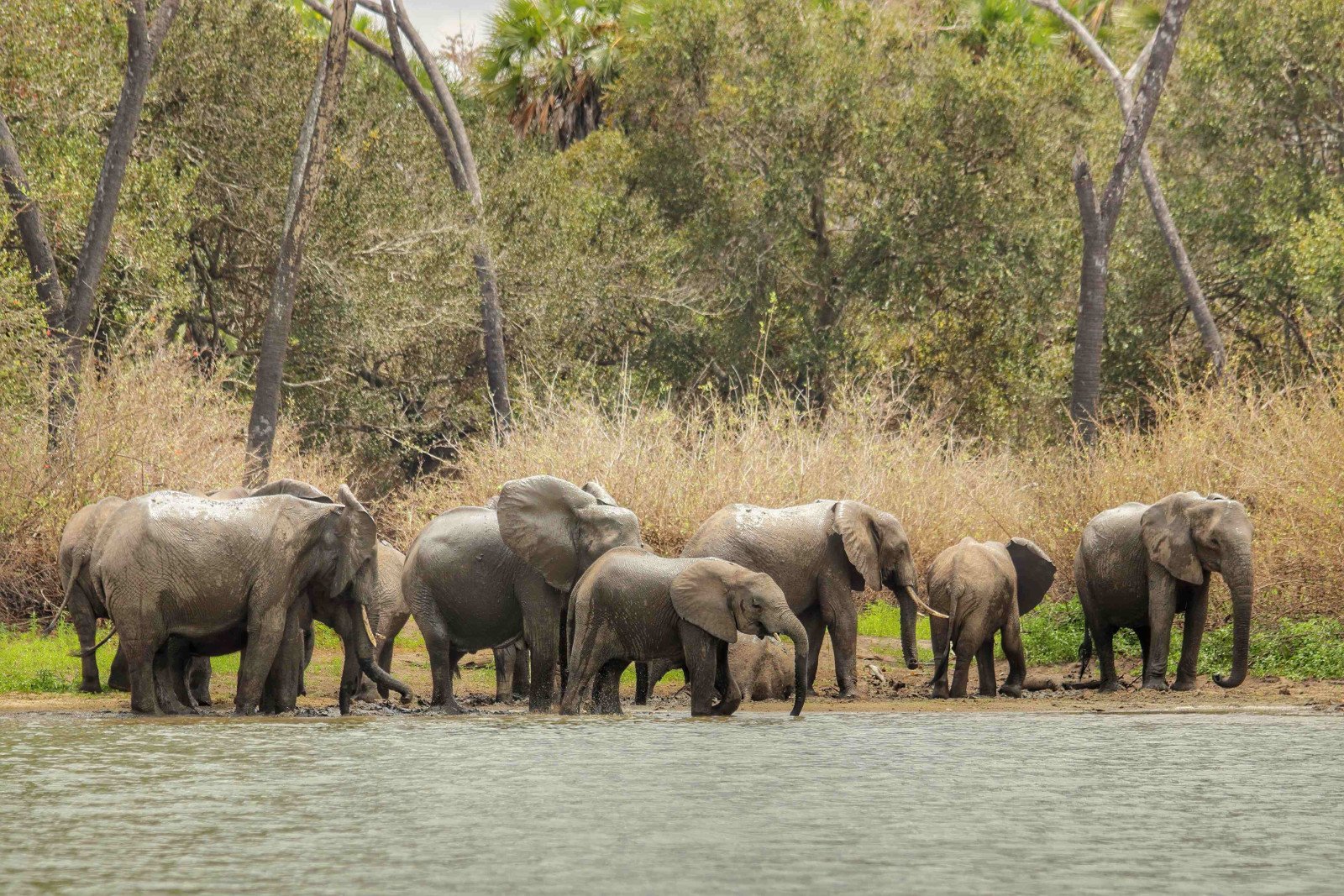 Olifanten - Tanzania - Safari - rondreis