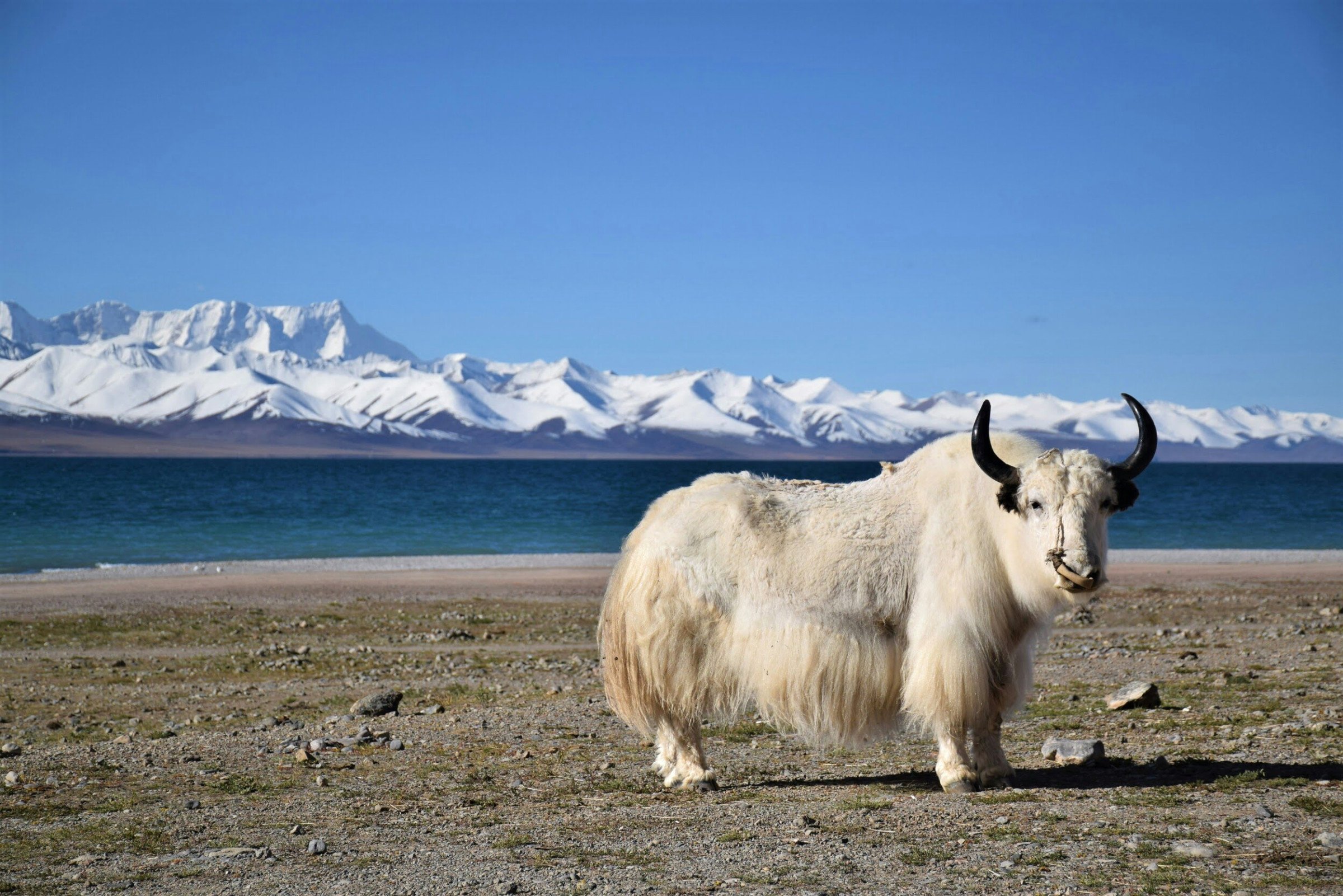 Yalk - Tibet reizen