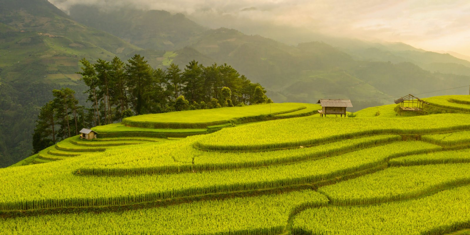 Rijstvelden - Rondreis Vietnam
