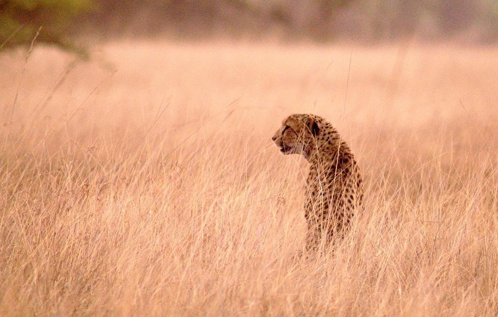 Cheetah - Zambia rondreis