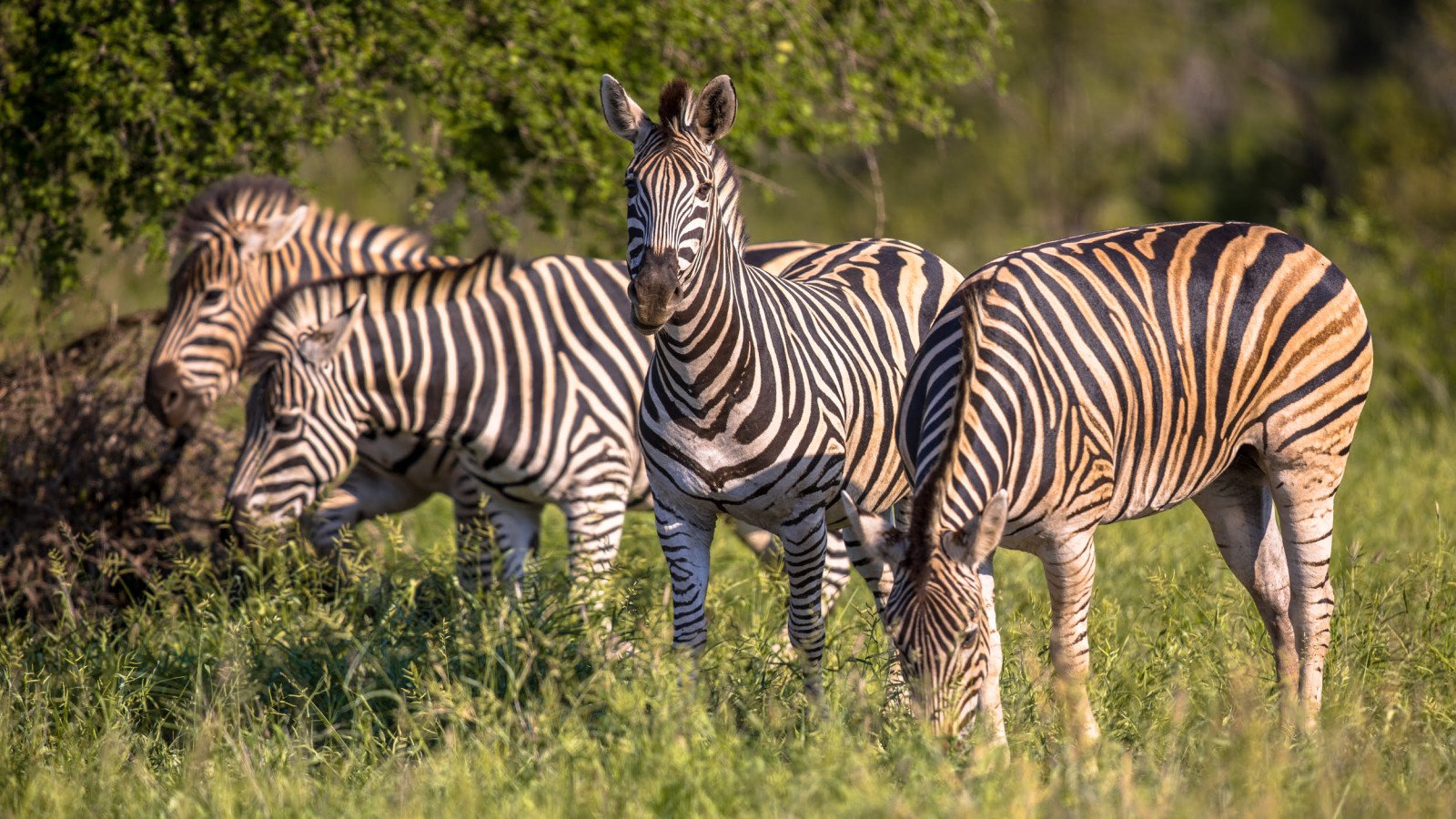 Zebra's - Zambia rondreis