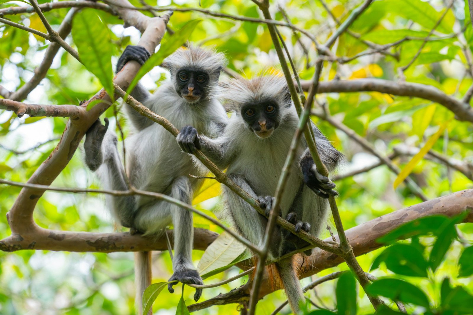 Jozani Forest - Vakantie Zanzibar