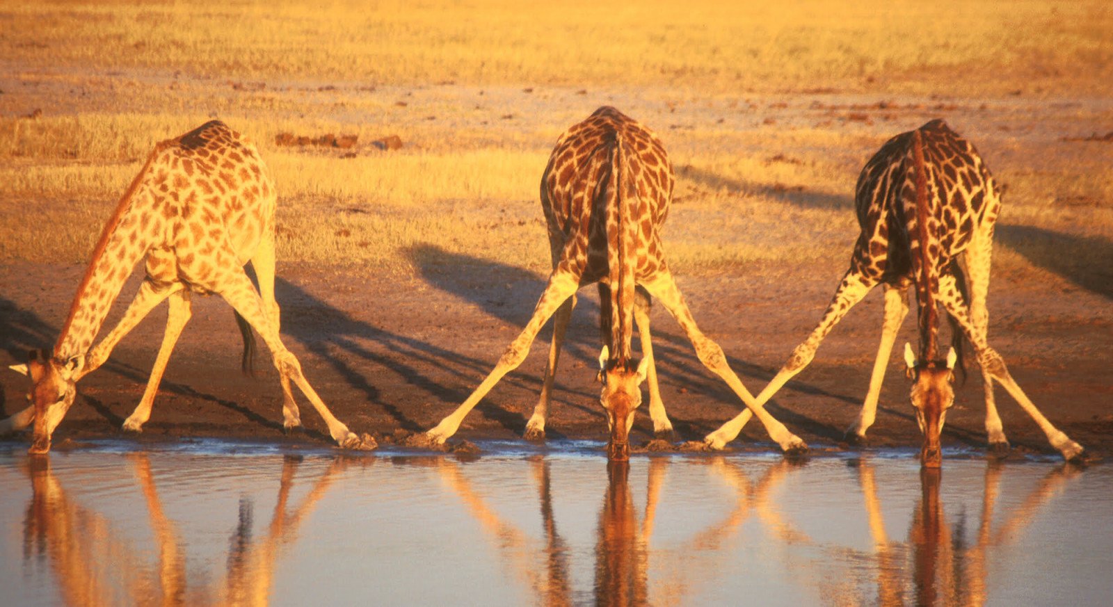 Giraffen - Hwange National Park - Zimbabwe reizen