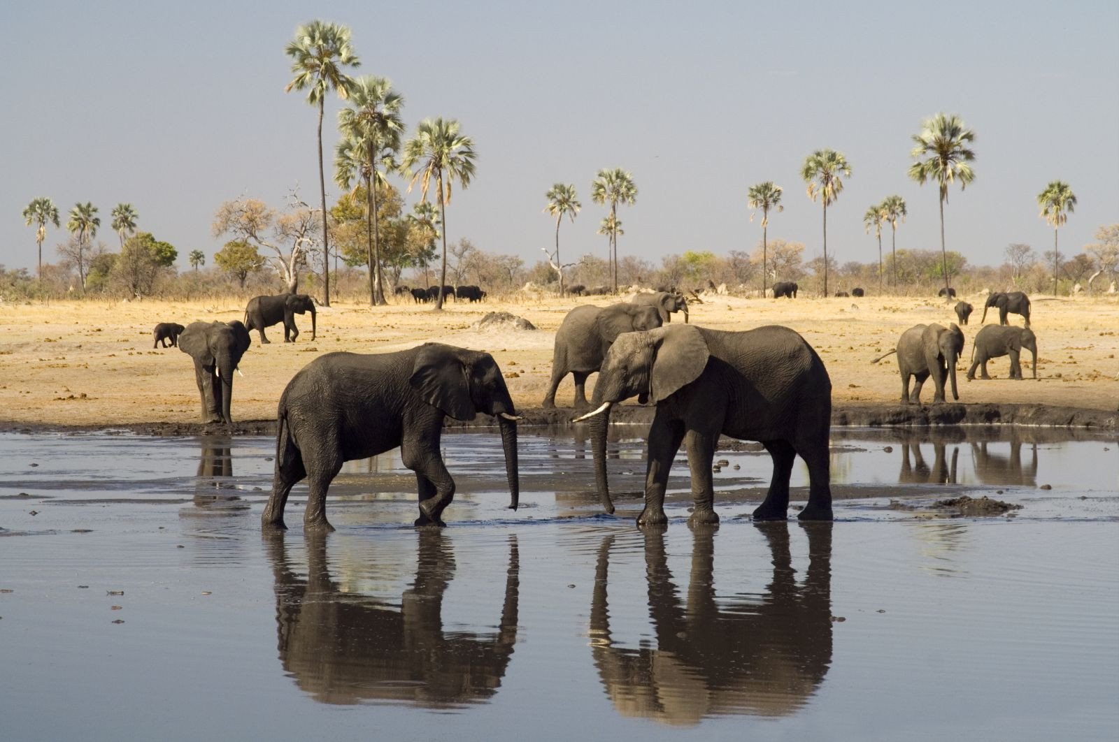 Olifanten - Hwange National Park - Zimbabwe reizen