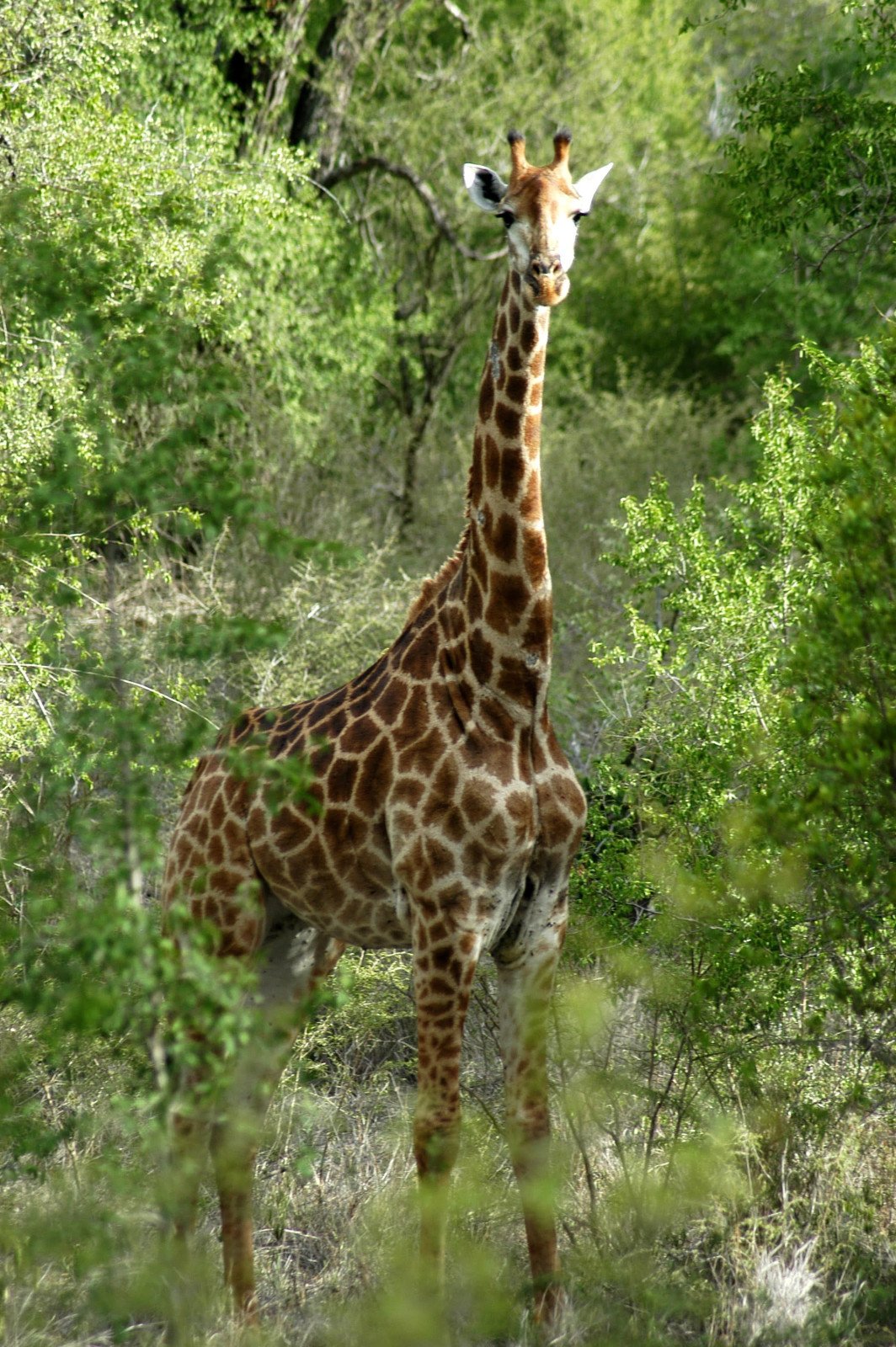 Giraf - Kruger NP - Rondreis Zuid-Afrika