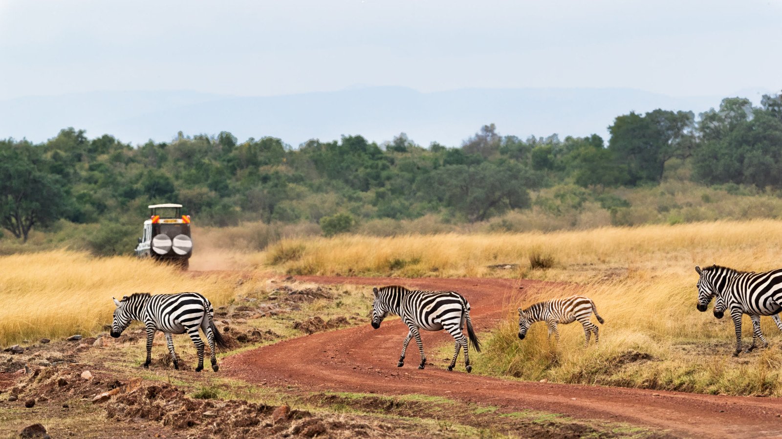 Jeepsafari - Zebra - Rondreis Zuid-Afrika