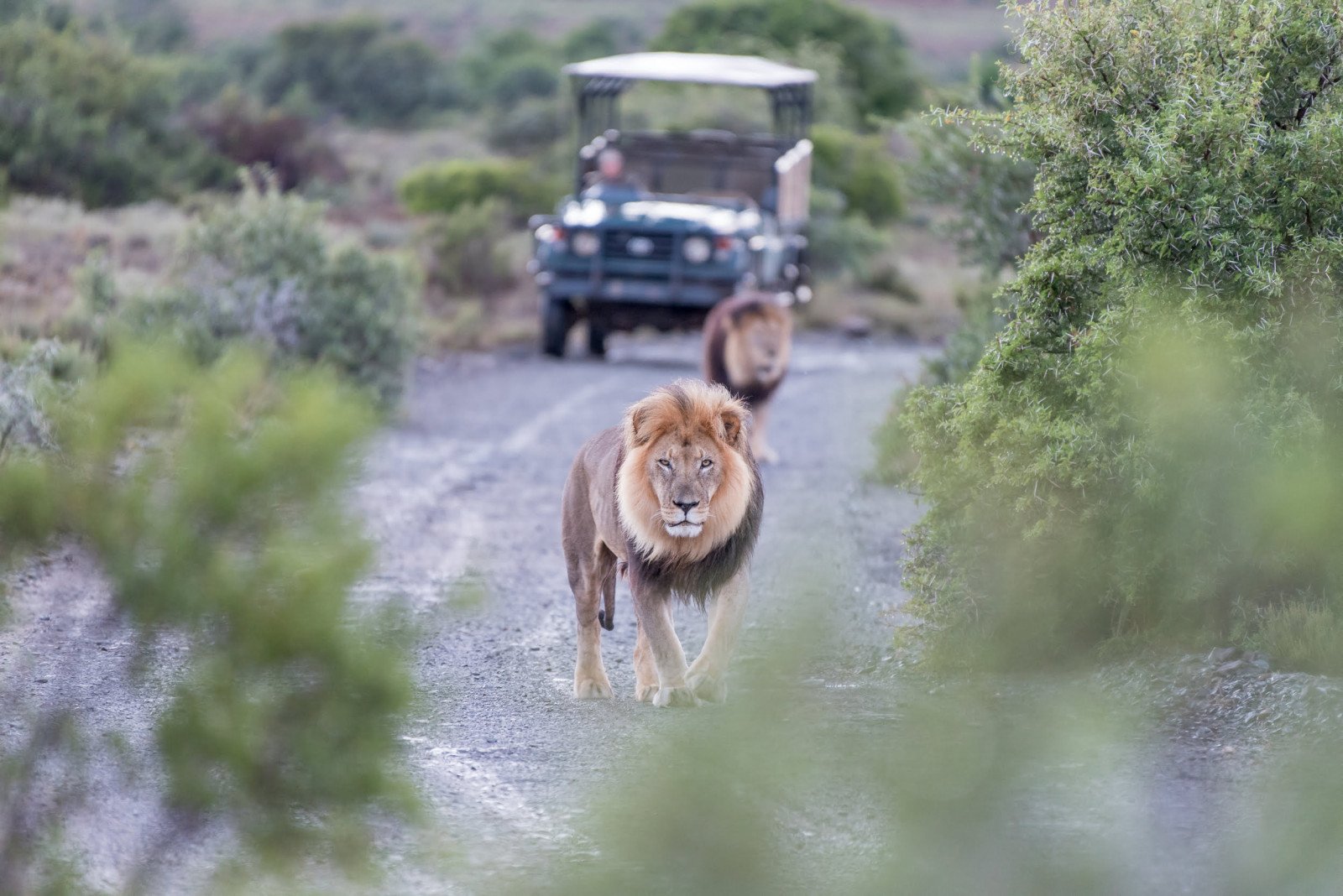 Leeuwen - Rondreis Zuid-Afrika