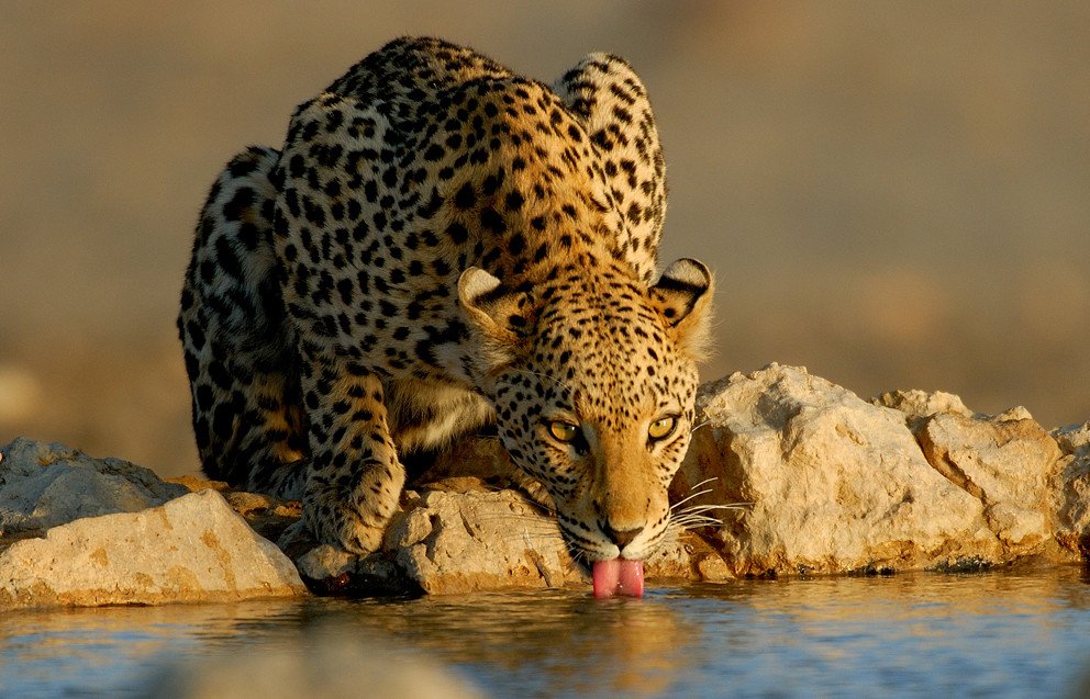 Leopard - Rondreis Zuid-Afrika