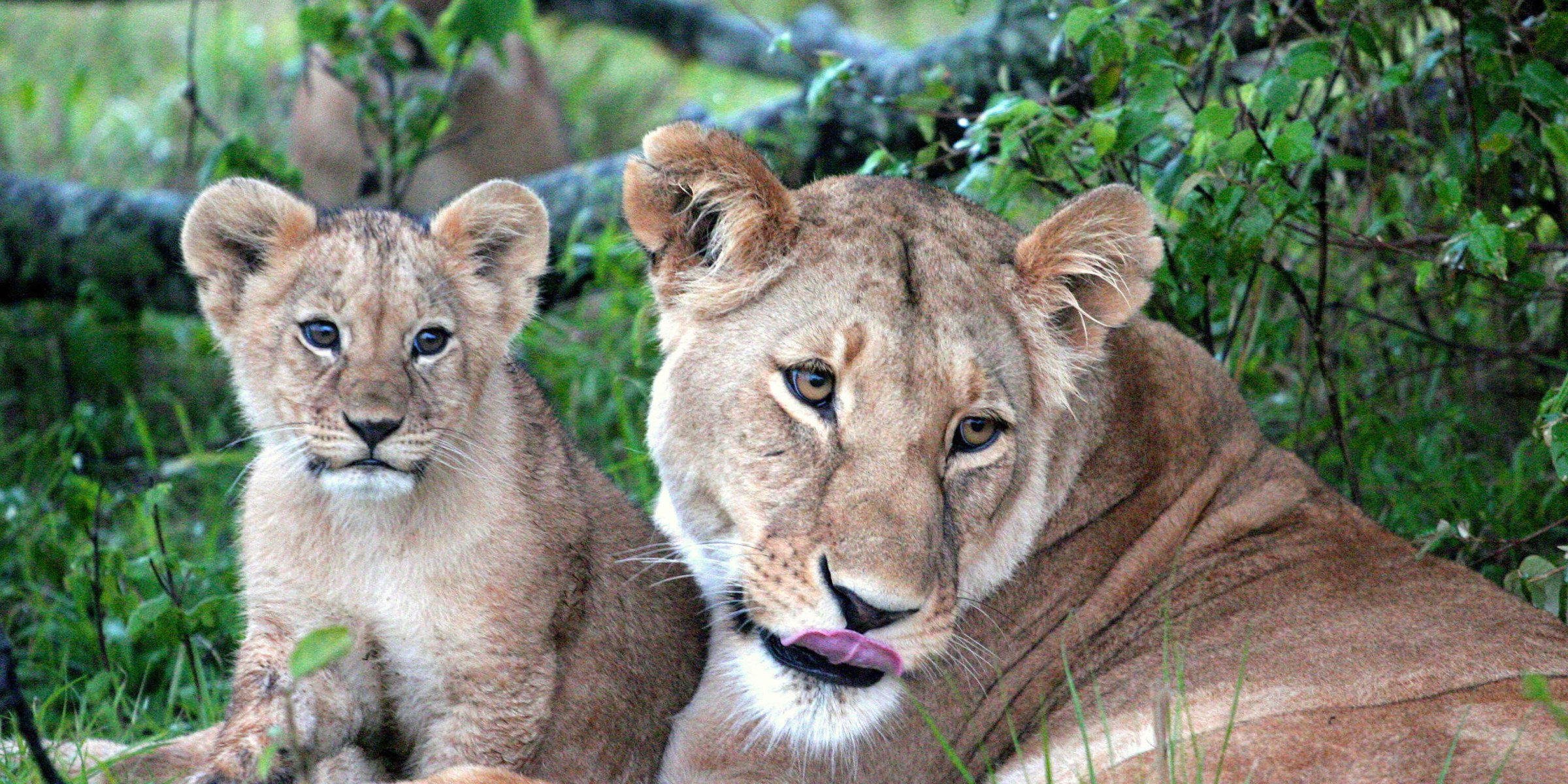 masai mara leeuwen