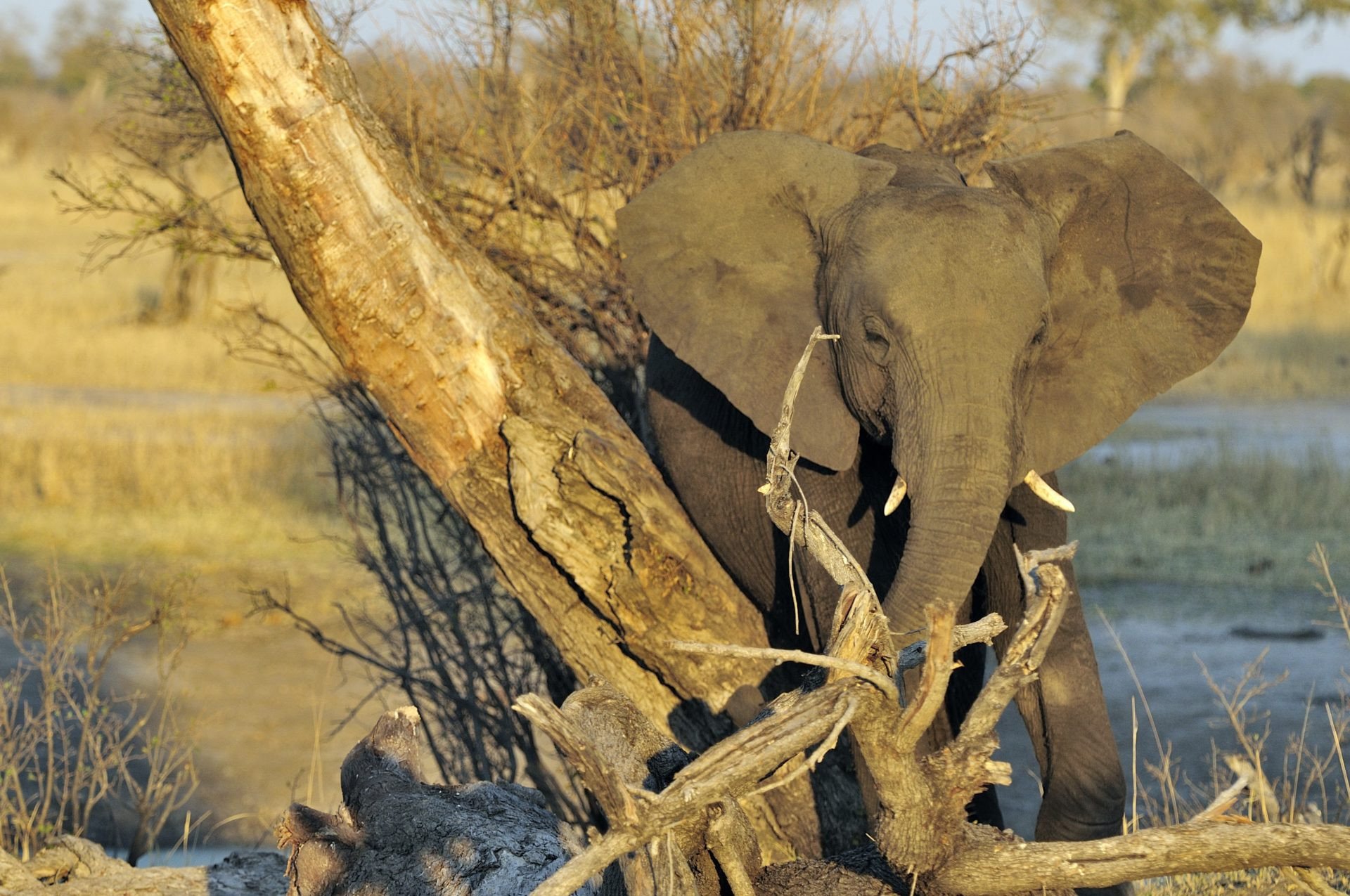 afrika-zimbabwe-hwange-olifant