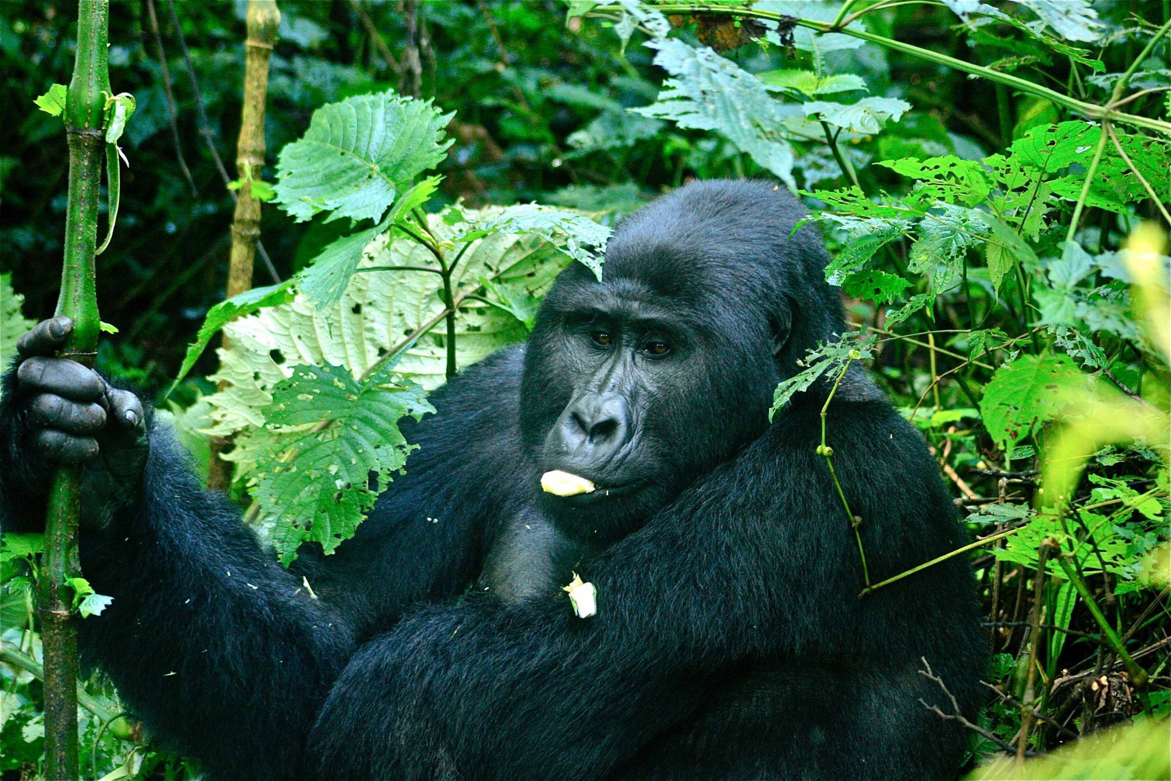 Silveback-Gorilla-Eating