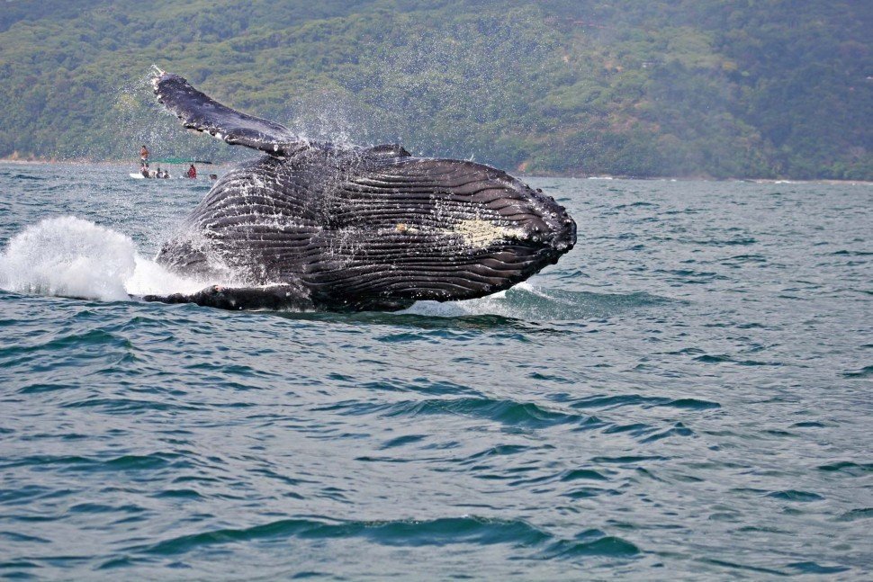 grote-walvis-costa-rica