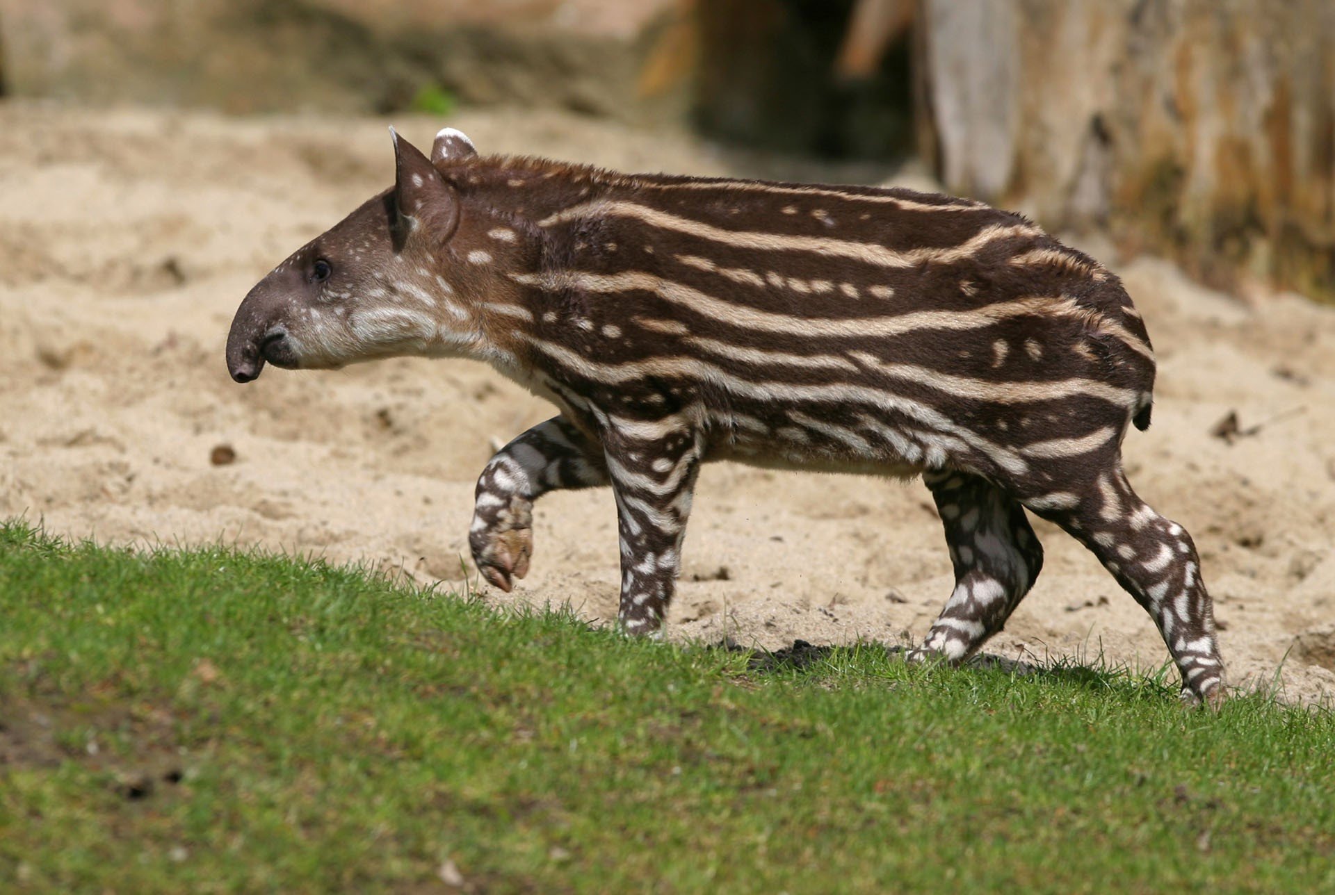 peru-tapir