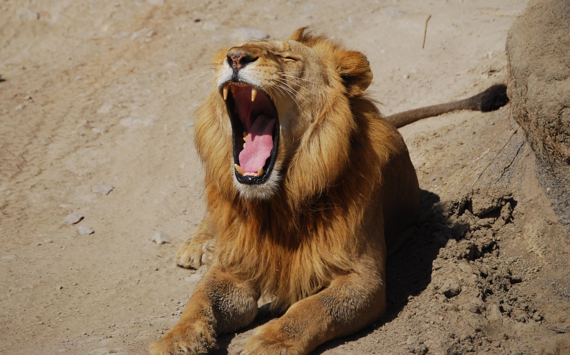tanzania-serengeti-leeuw