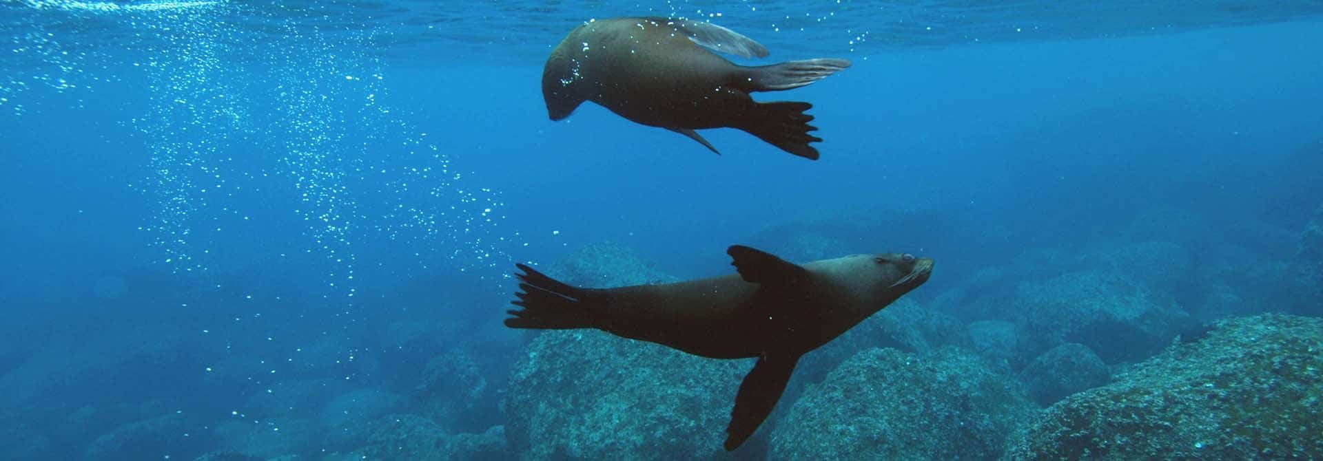 zeeleeuw-galapagos