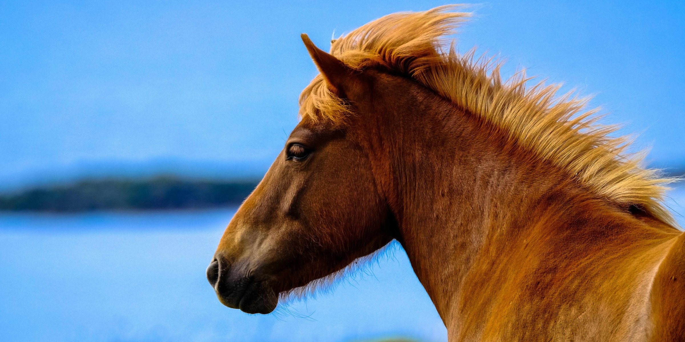 bruin-paard-natuur