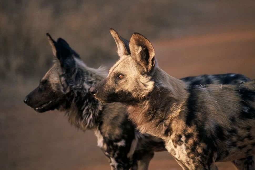 botswana-wilde-honden