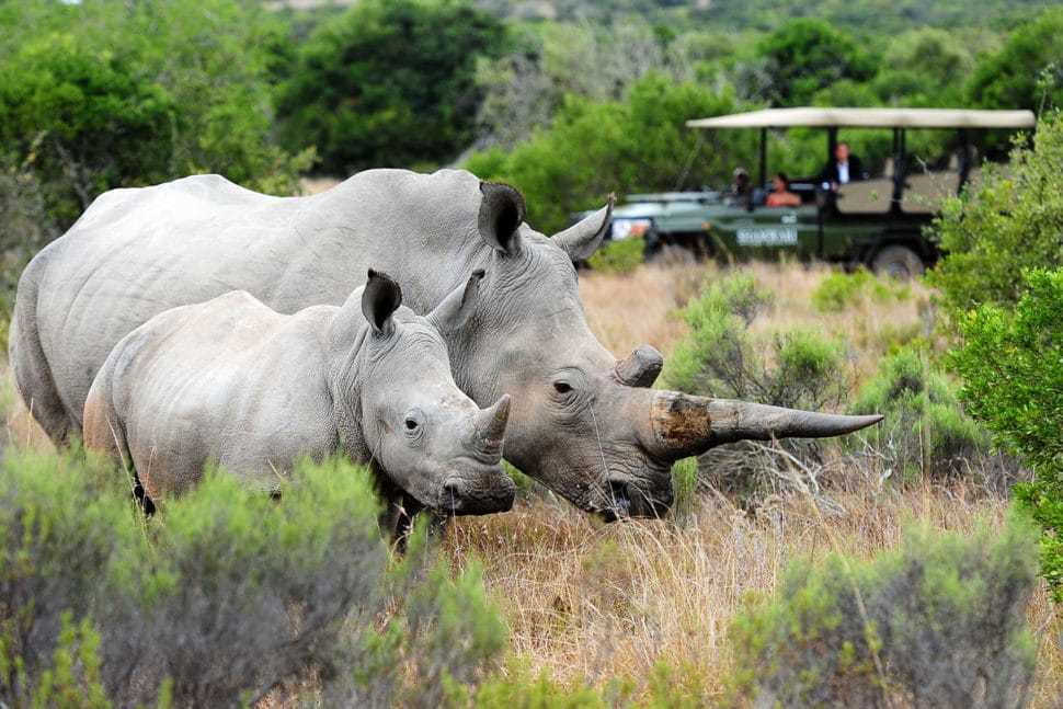 safari-neushoorn-afrika