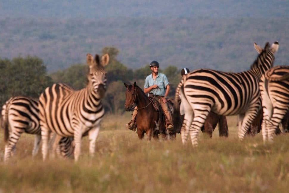 safari-zebras-afrika-botswana-namibië