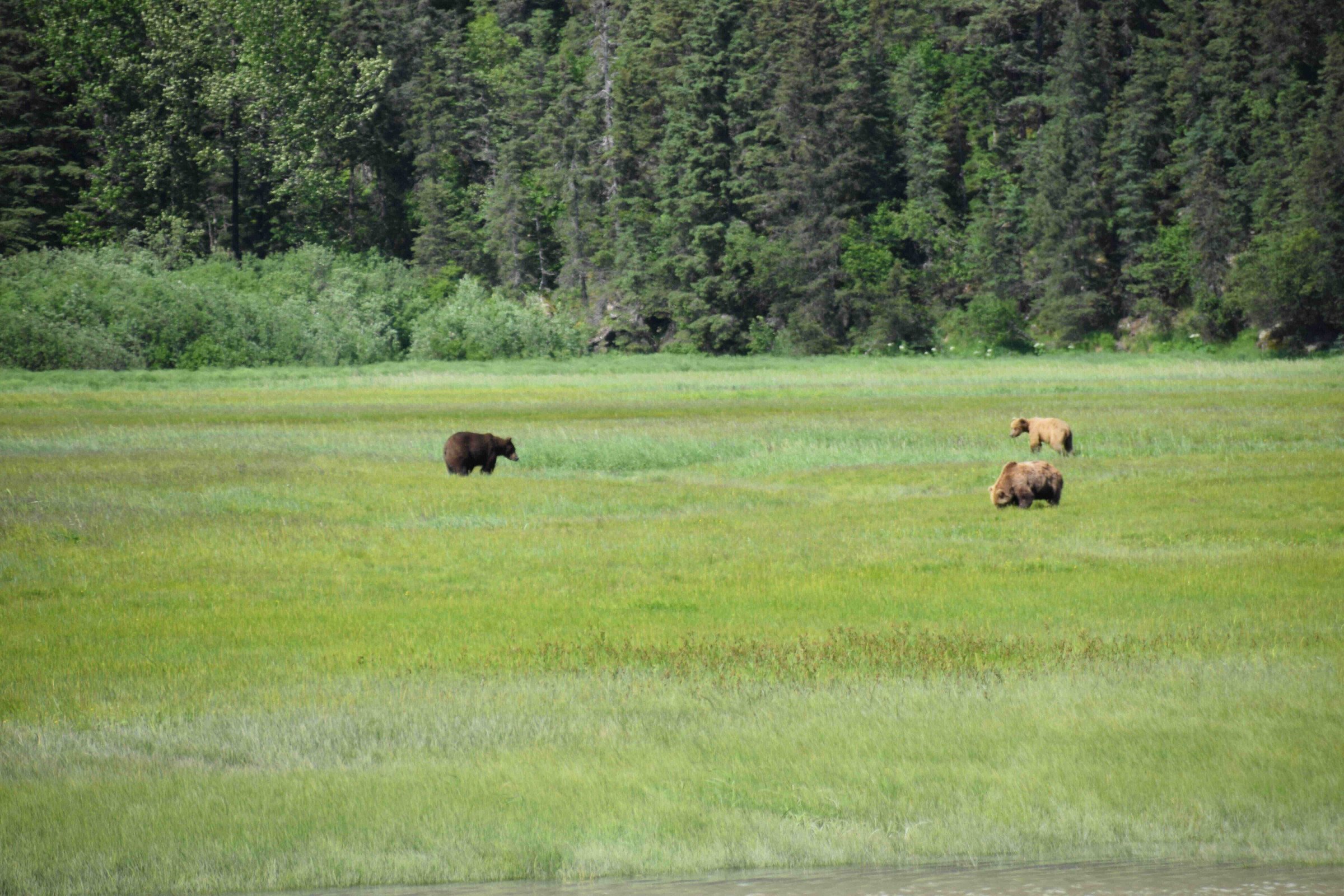 beren-wildlife-amerika-alaska
