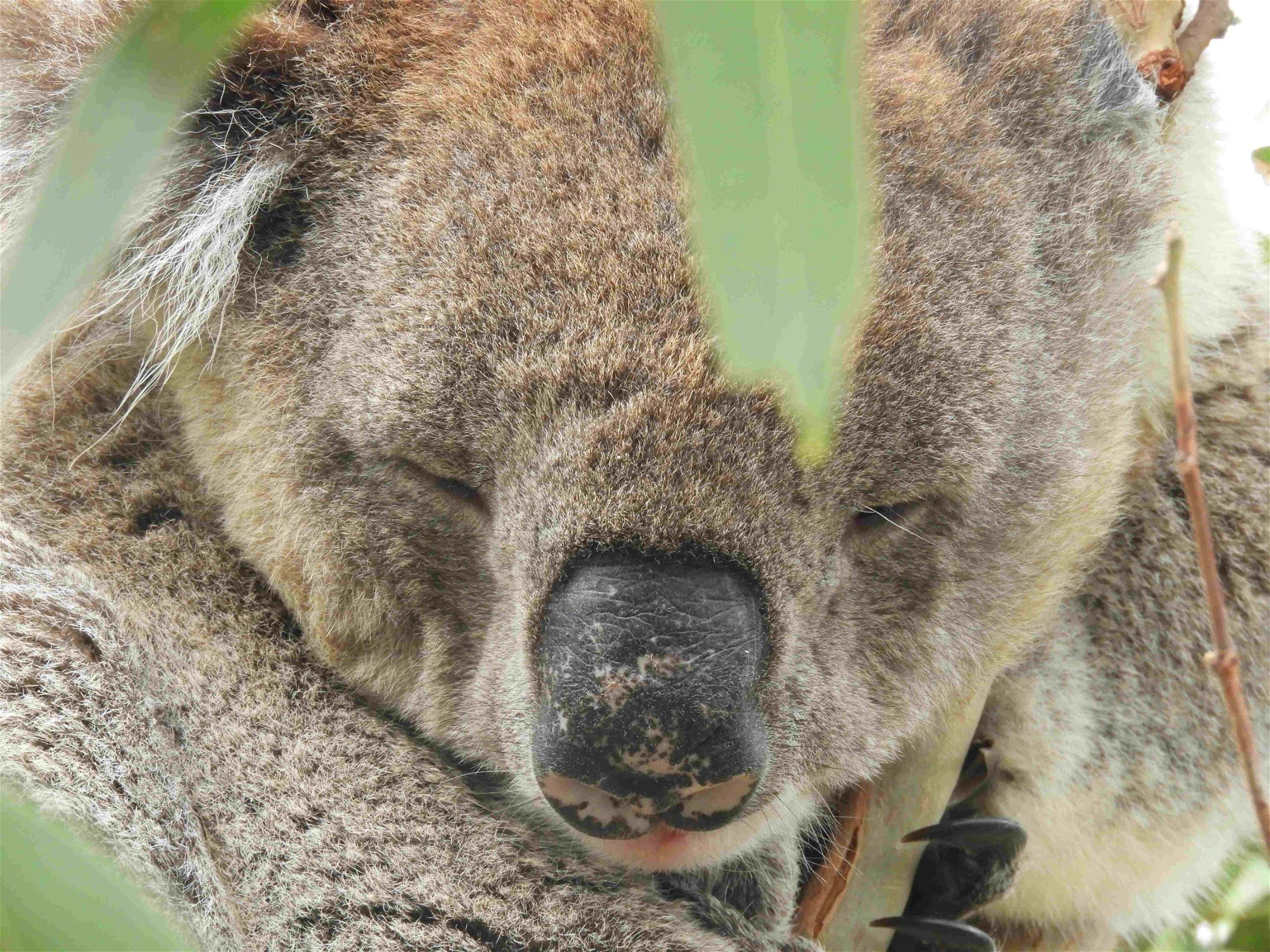 koala-dichtbij-australië