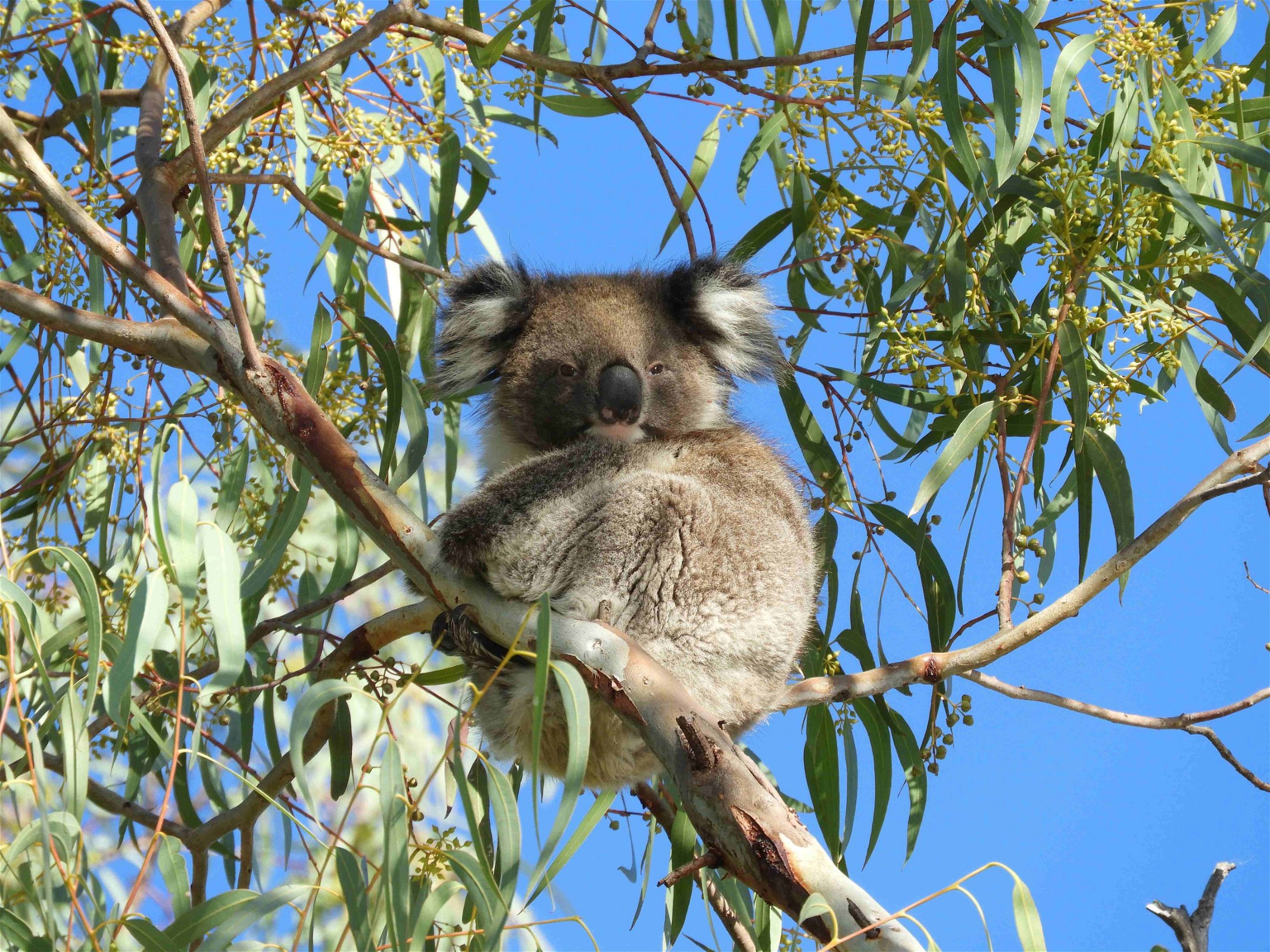 koala-in-boom-australië