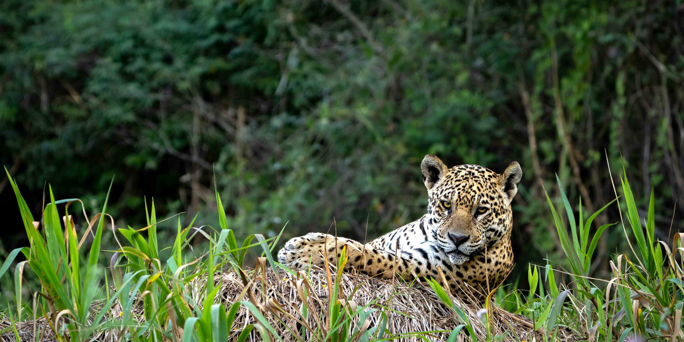 brazilië-safari-jaguar-hoofdfoto