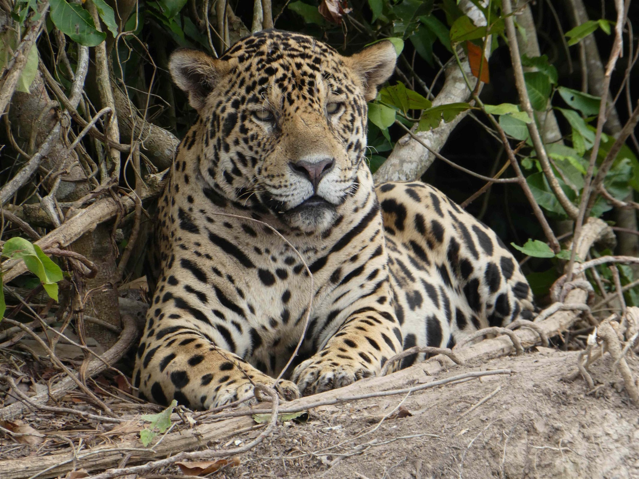 jaguar-safari-brazilië