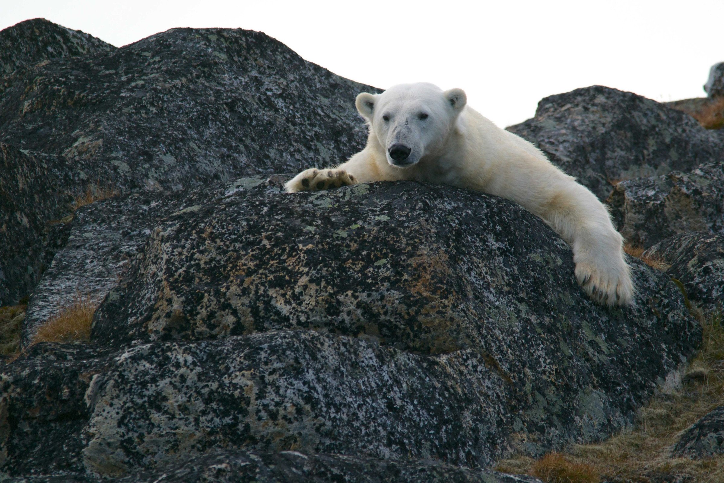 ijsbeer-spitsbergen-poolexpeditie