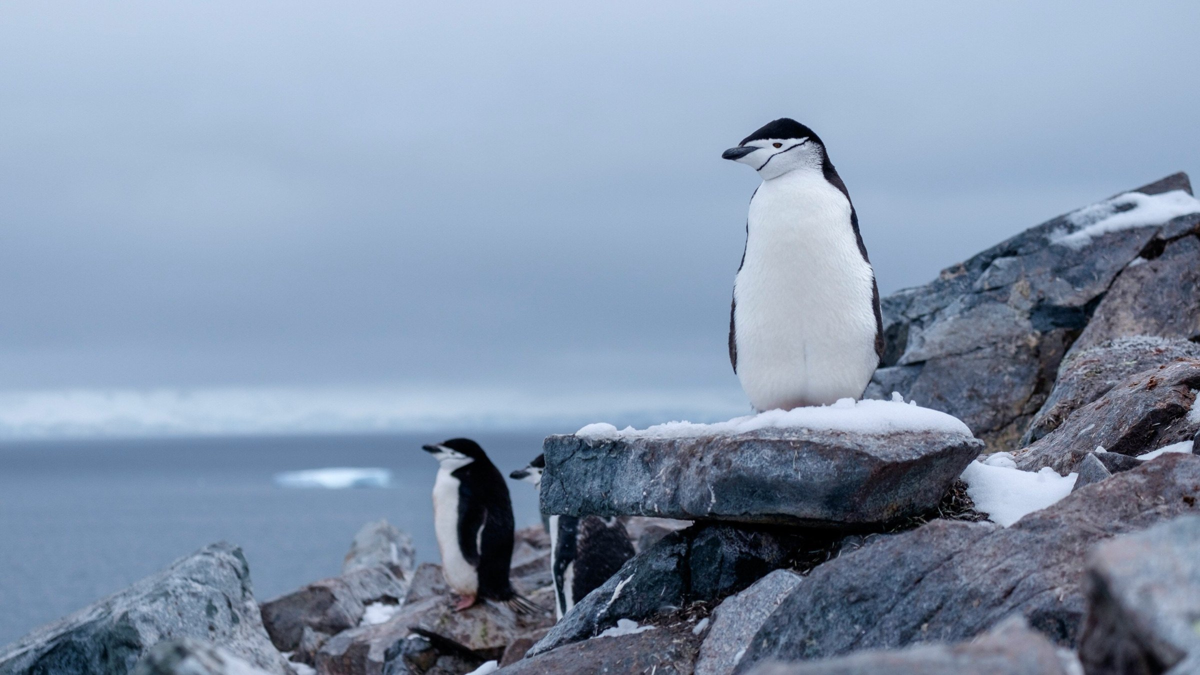 pinguins-antarctica-poolexpeditie