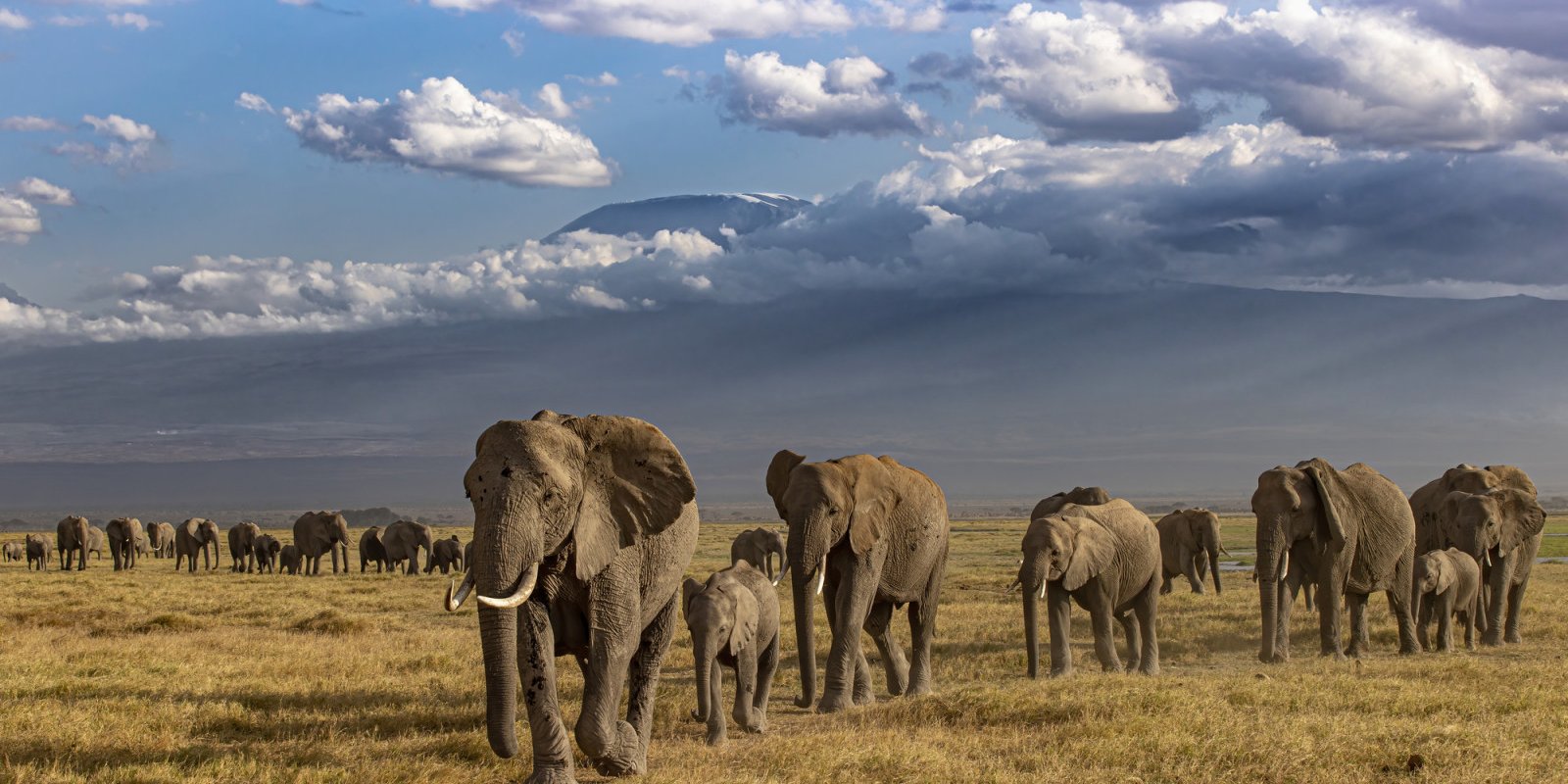 olifanten-kilimanjaro-kenia
