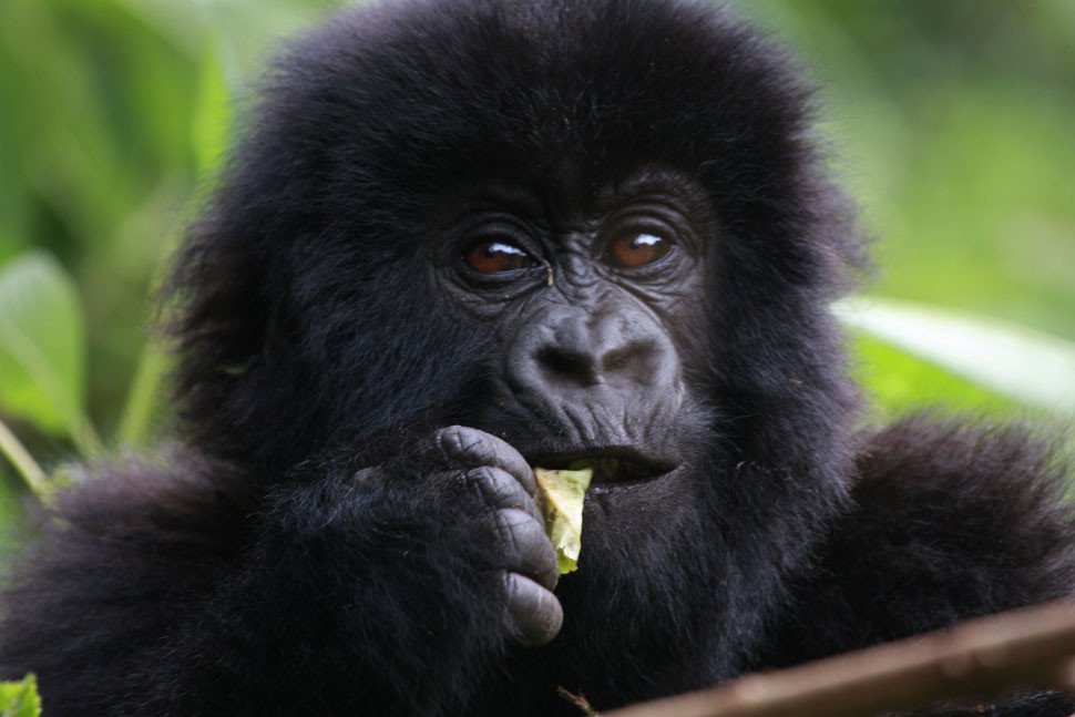 oeganda-gorilla-baby