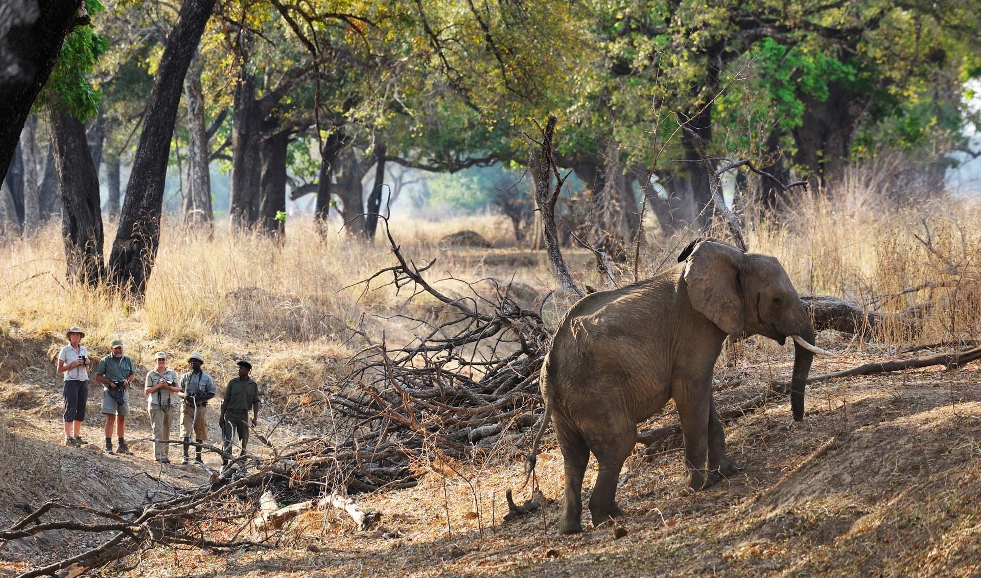 zambia-walkingsafari-olifant-en-groep