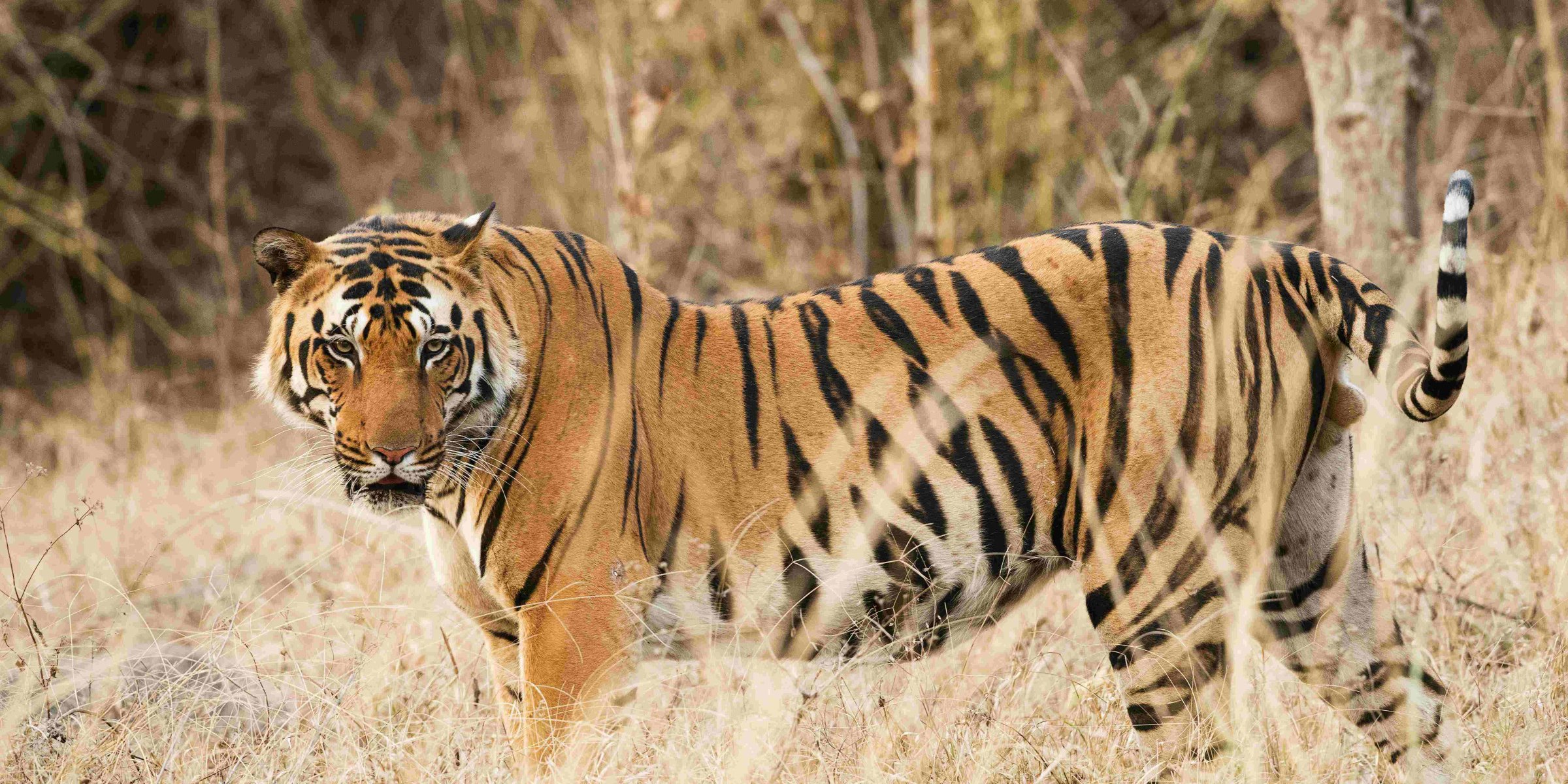 india-tijger