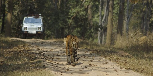 tiger-kanha-india