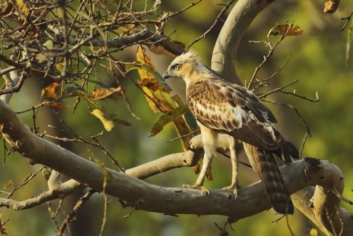 vogels-kanha-india