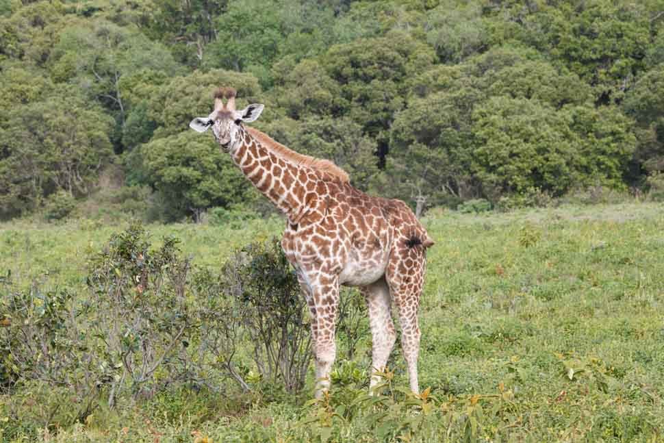 kanovaren-in-tanzania-wildwatervaren-giraffe